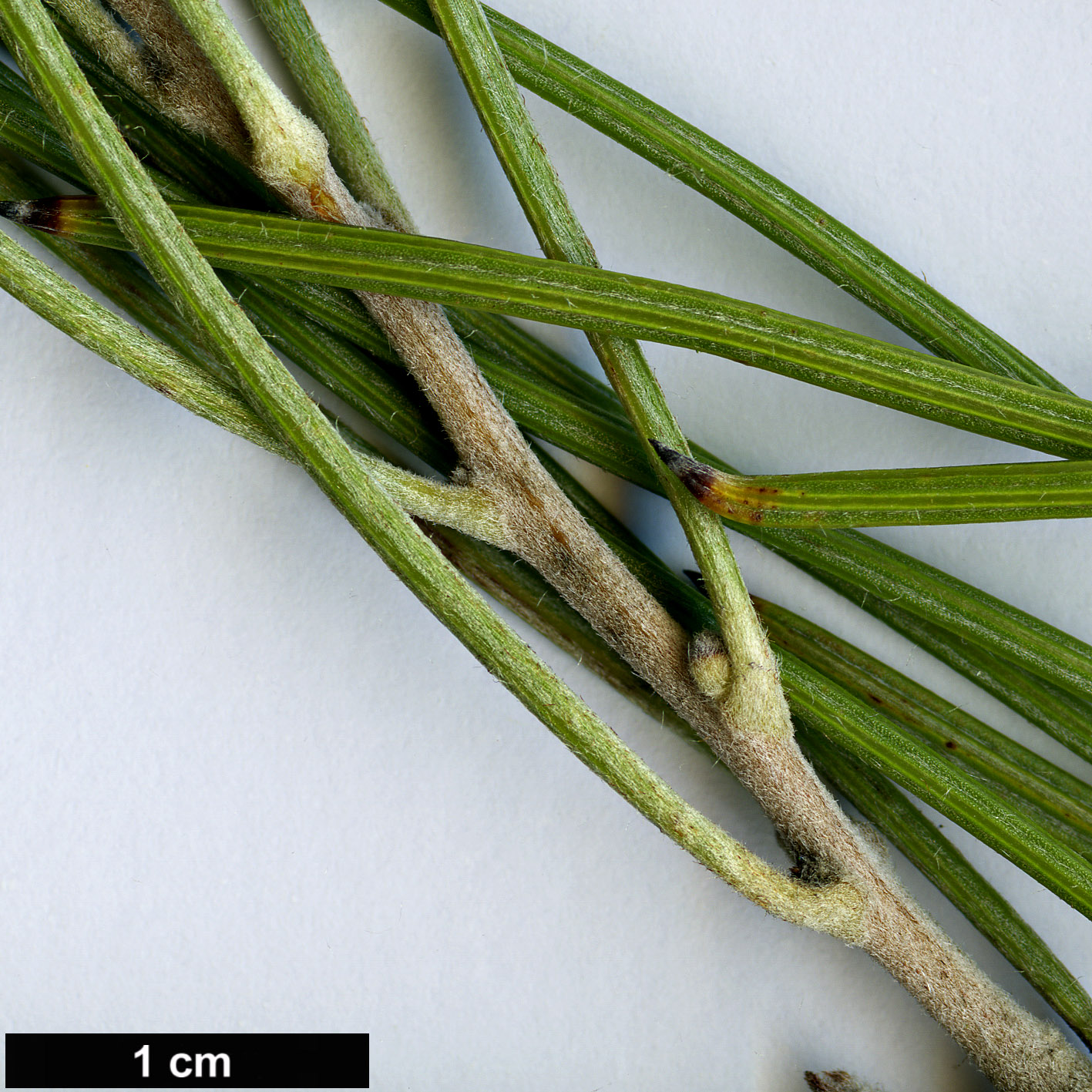 High resolution image: Family: Proteaceae - Genus: Hakea - Taxon: scoparia