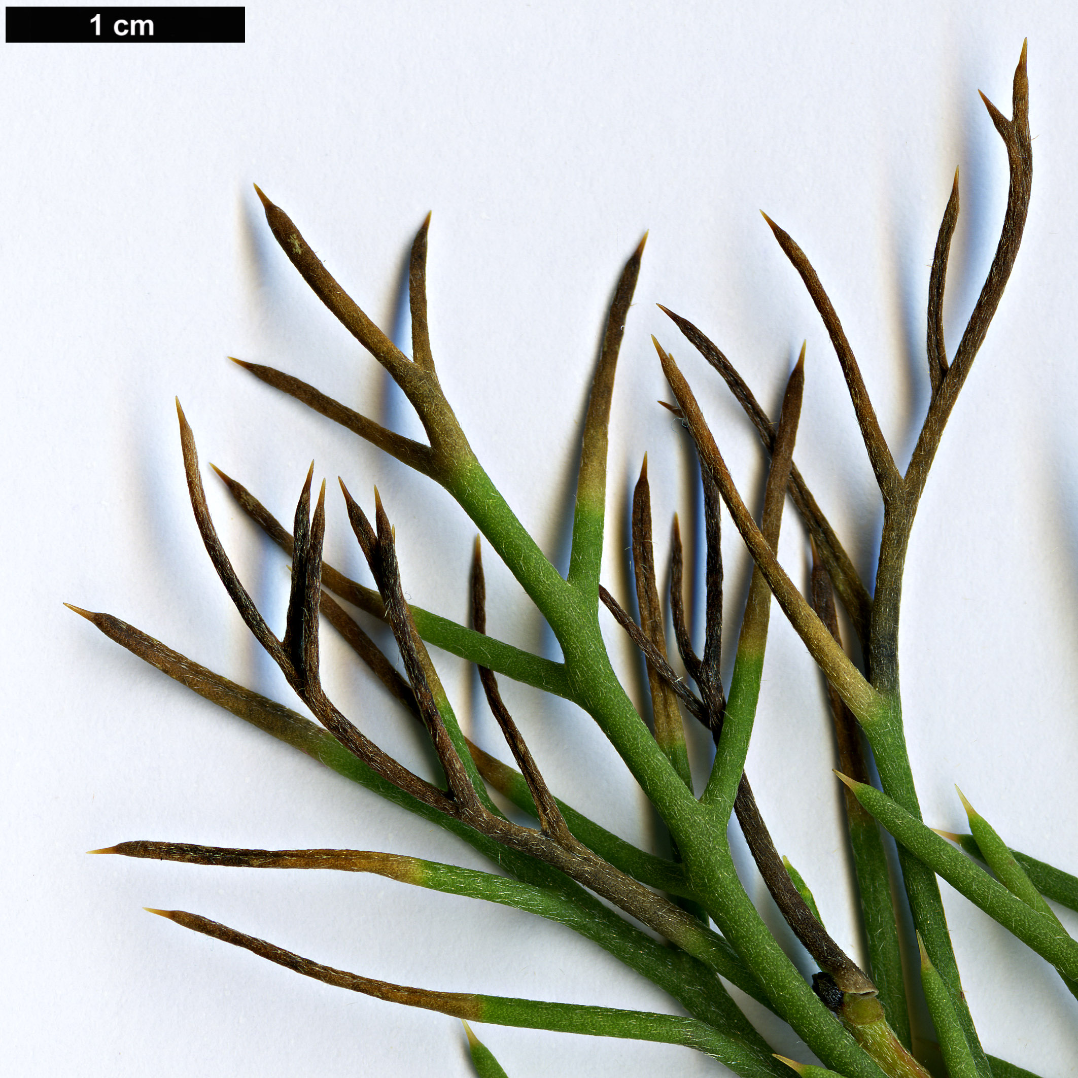 High resolution image: Family: Proteaceae - Genus: Hakea - Taxon: suaveolens