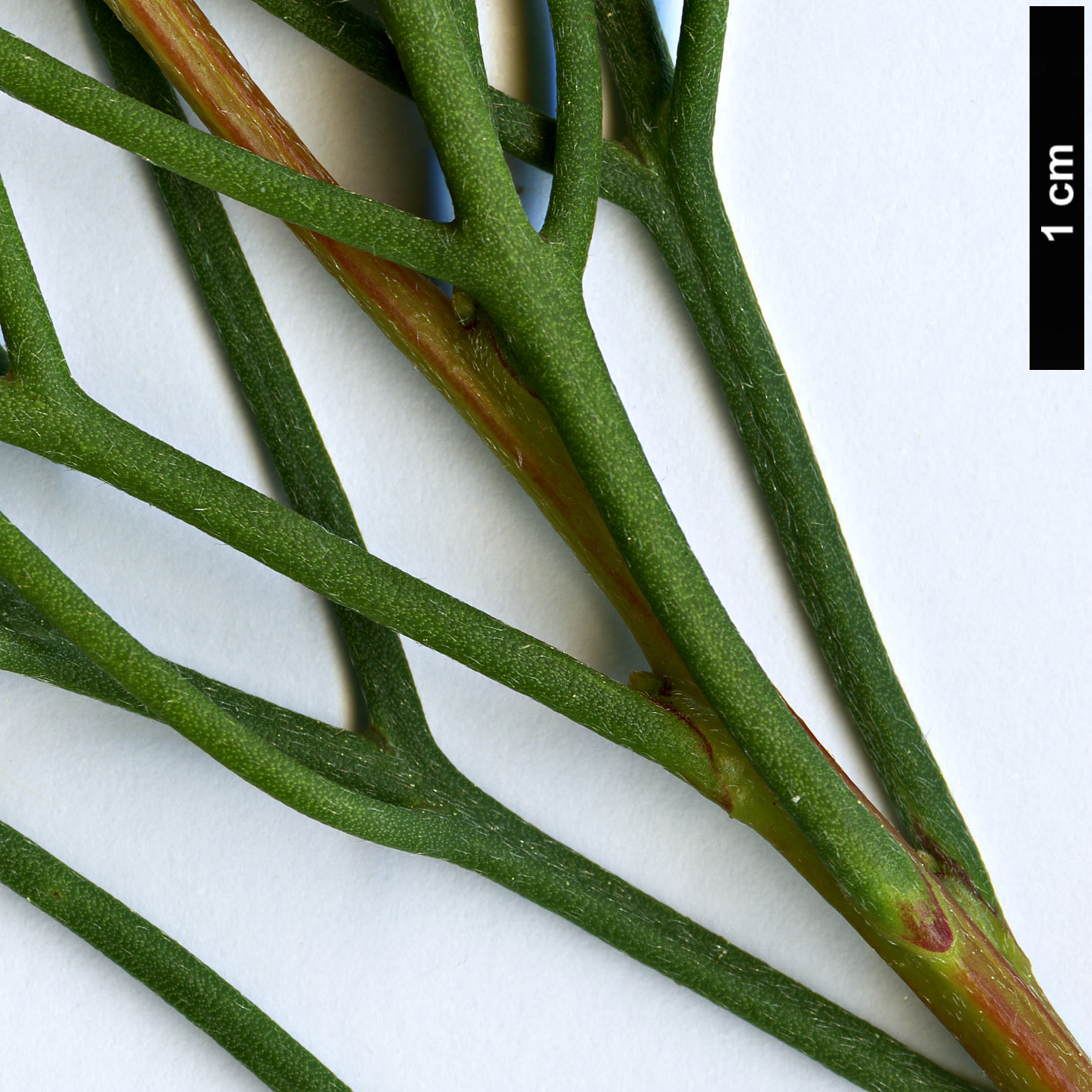 High resolution image: Family: Proteaceae - Genus: Hakea - Taxon: suaveolens