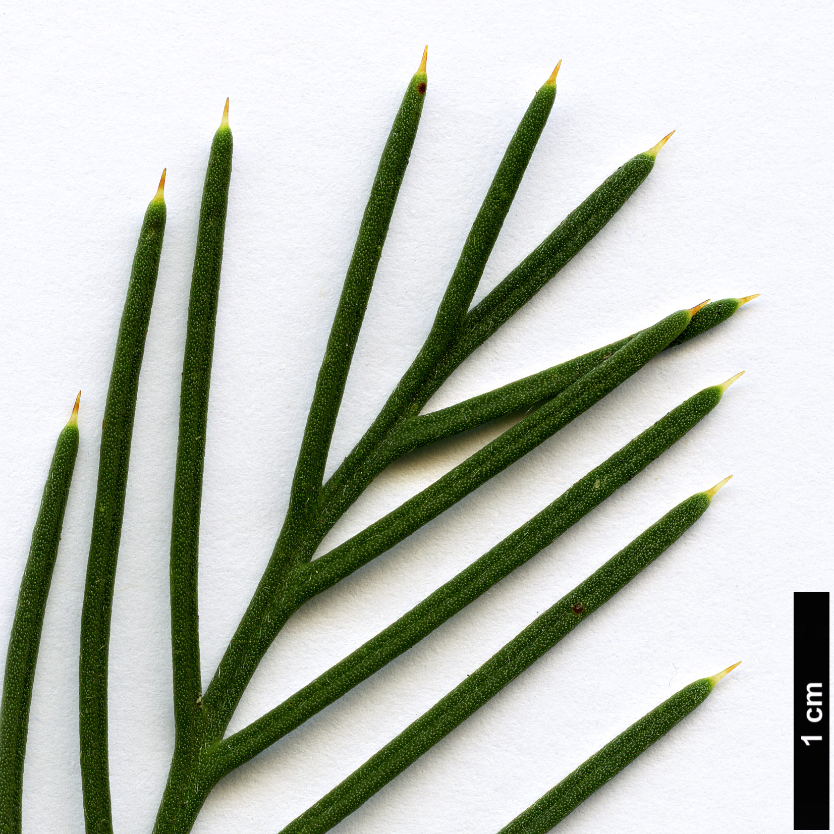 High resolution image: Family: Proteaceae - Genus: Hakea - Taxon: suaveolens