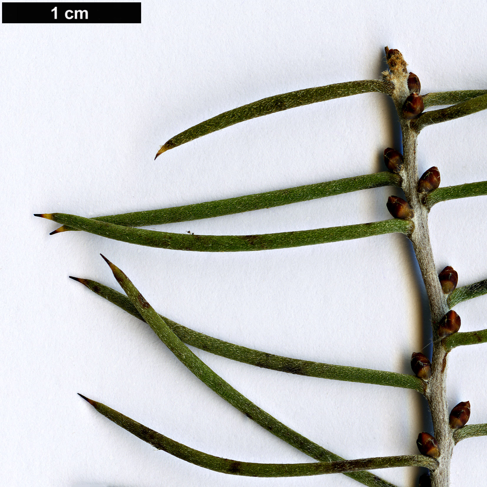 High resolution image: Family: Proteaceae - Genus: Hakea - Taxon: teretifolia