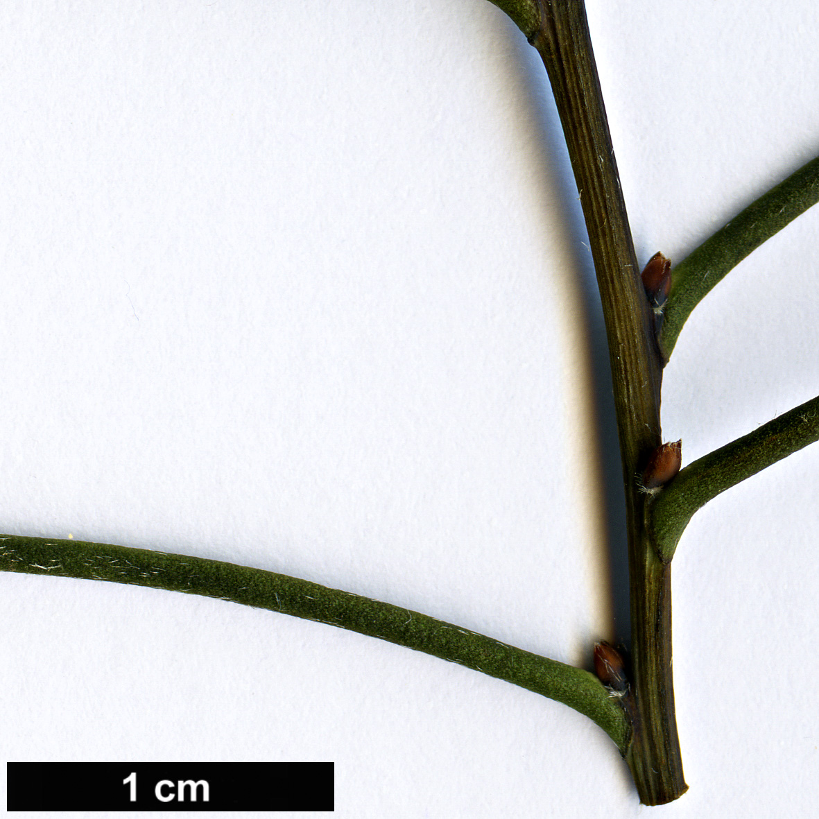 High resolution image: Family: Proteaceae - Genus: Hakea - Taxon: teretifolia