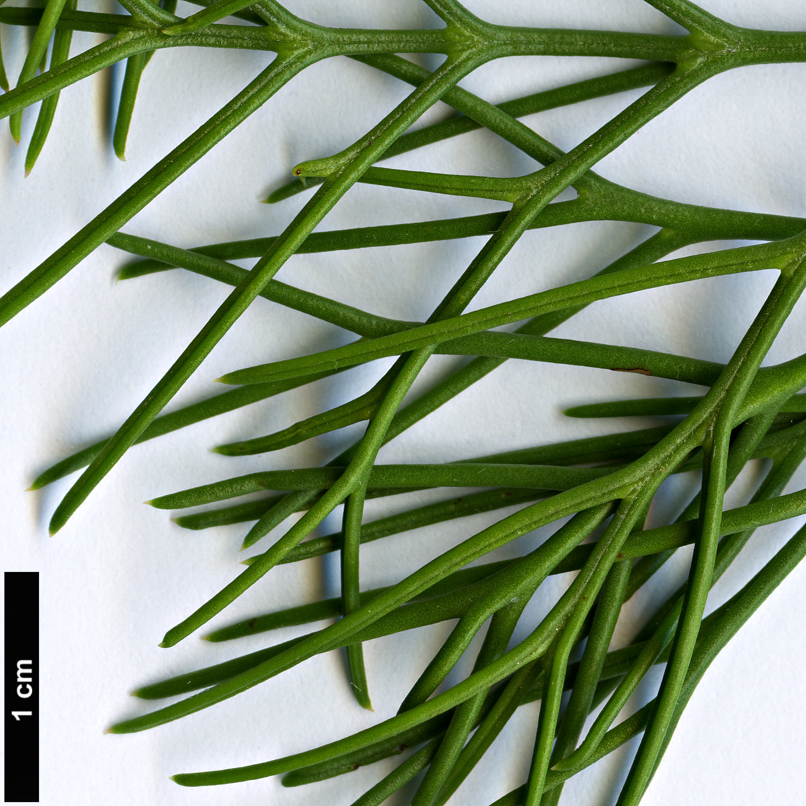 High resolution image: Family: Proteaceae - Genus: Isopogon - Taxon: anethifolius