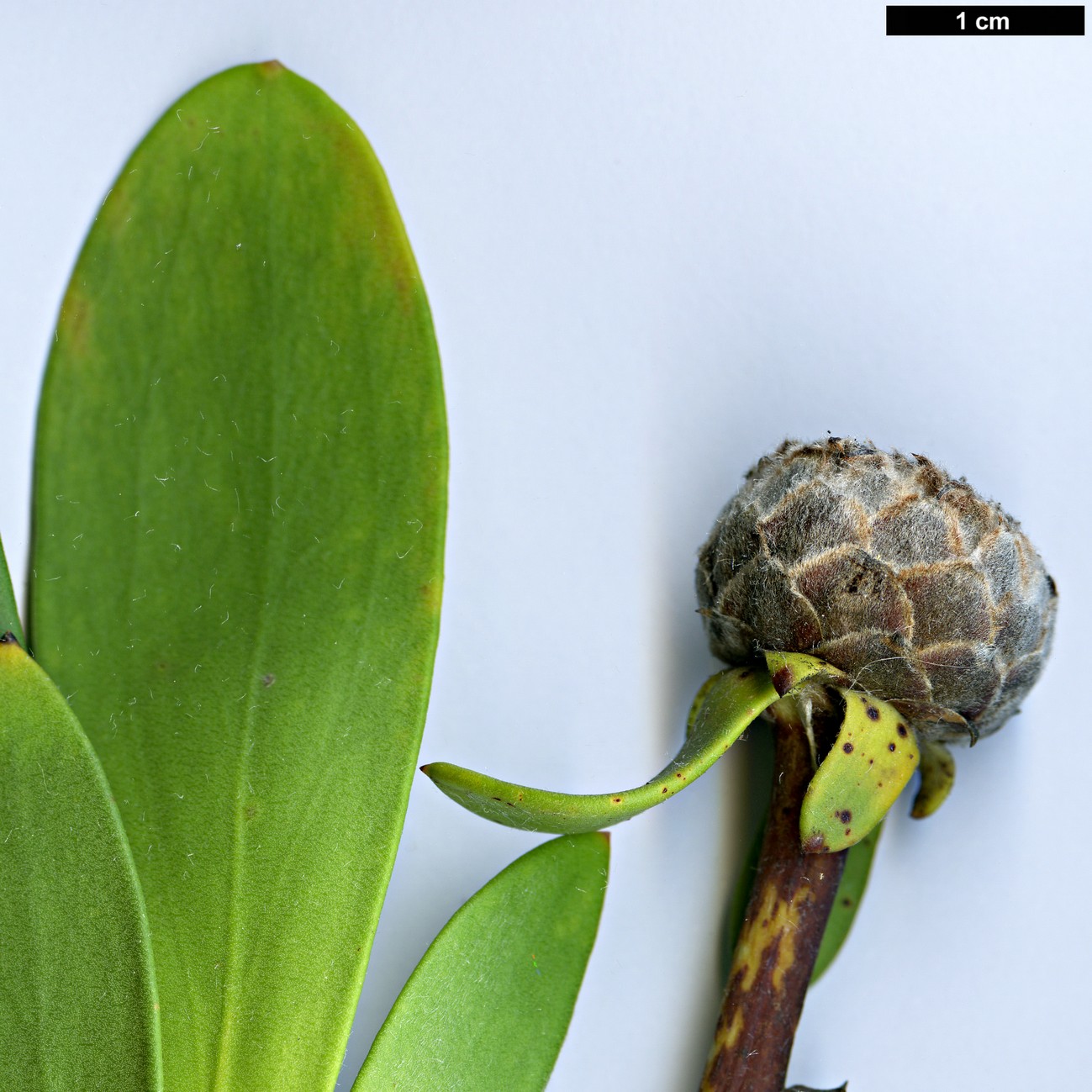 High resolution image: Family: Proteaceae - Genus: Isopogon - Taxon: cuneatus