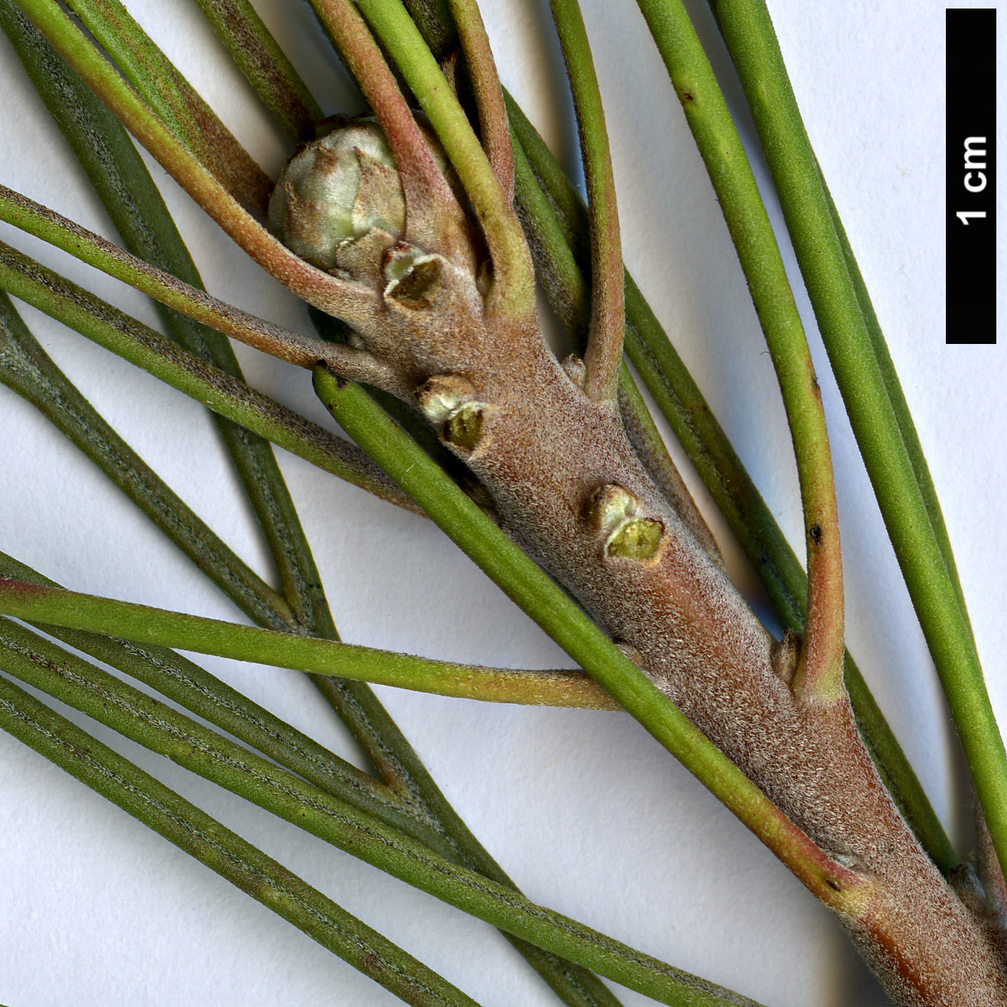 High resolution image: Family: Proteaceae - Genus: Isopogon - Taxon: dawsonii