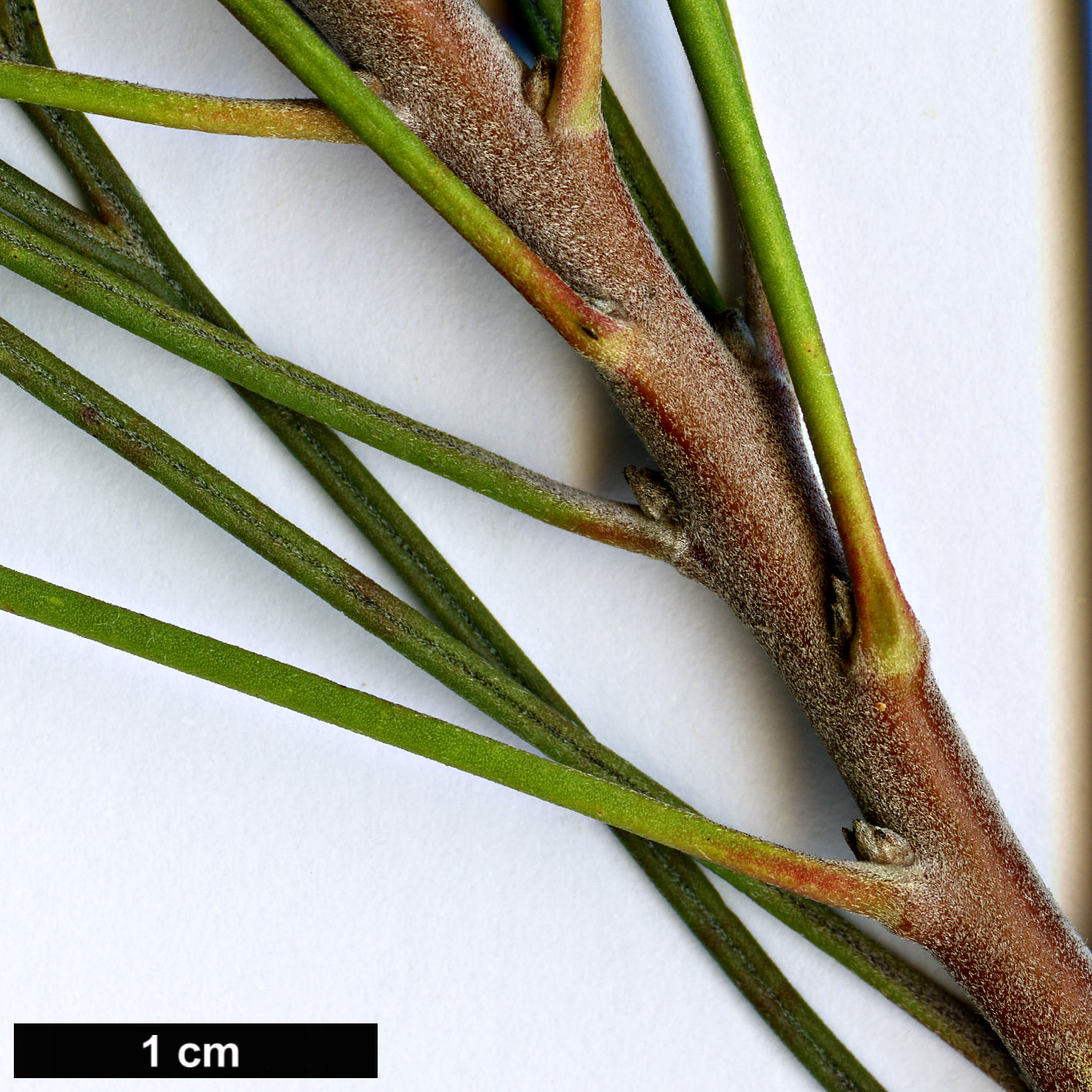 High resolution image: Family: Proteaceae - Genus: Isopogon - Taxon: dawsonii