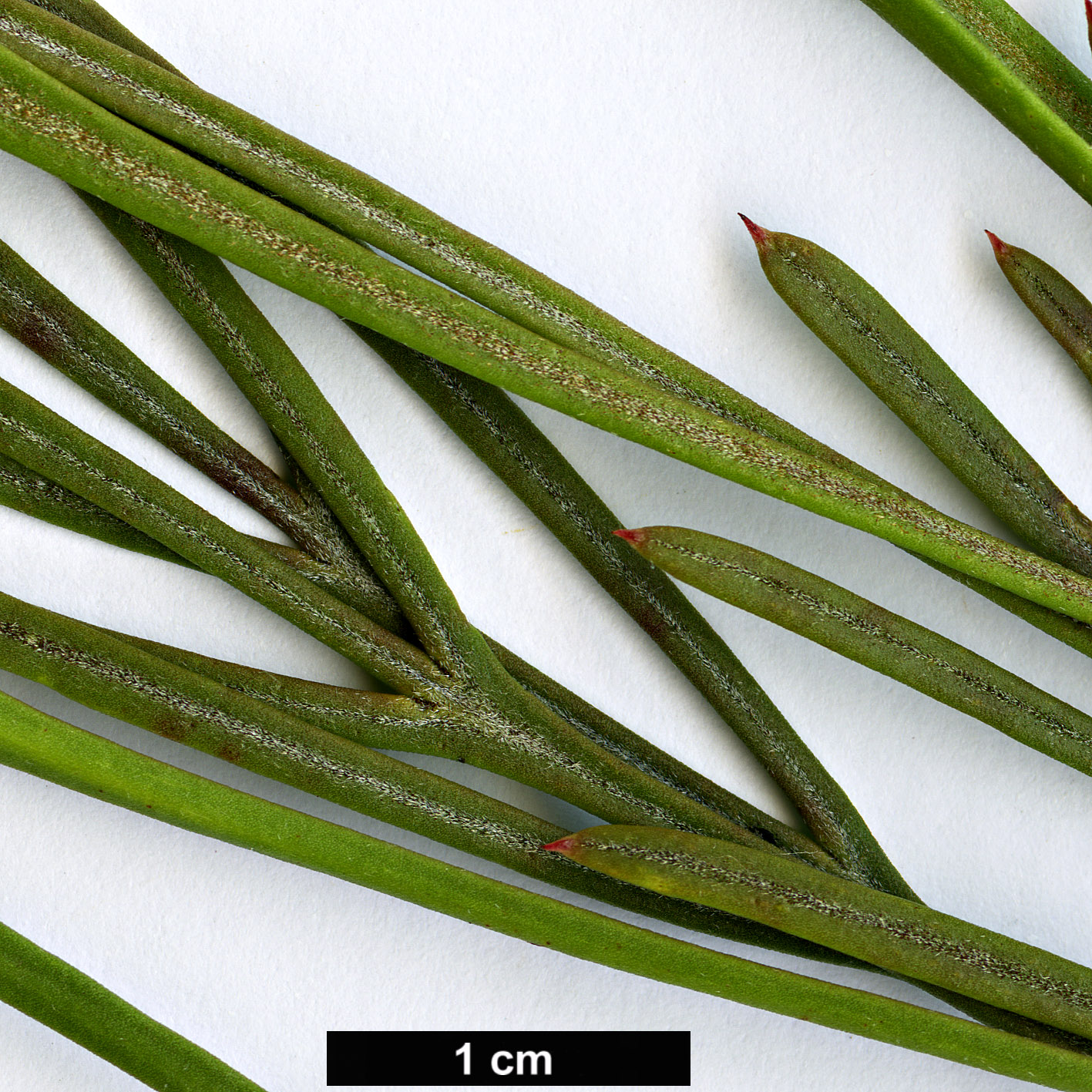 High resolution image: Family: Proteaceae - Genus: Isopogon - Taxon: dawsonii