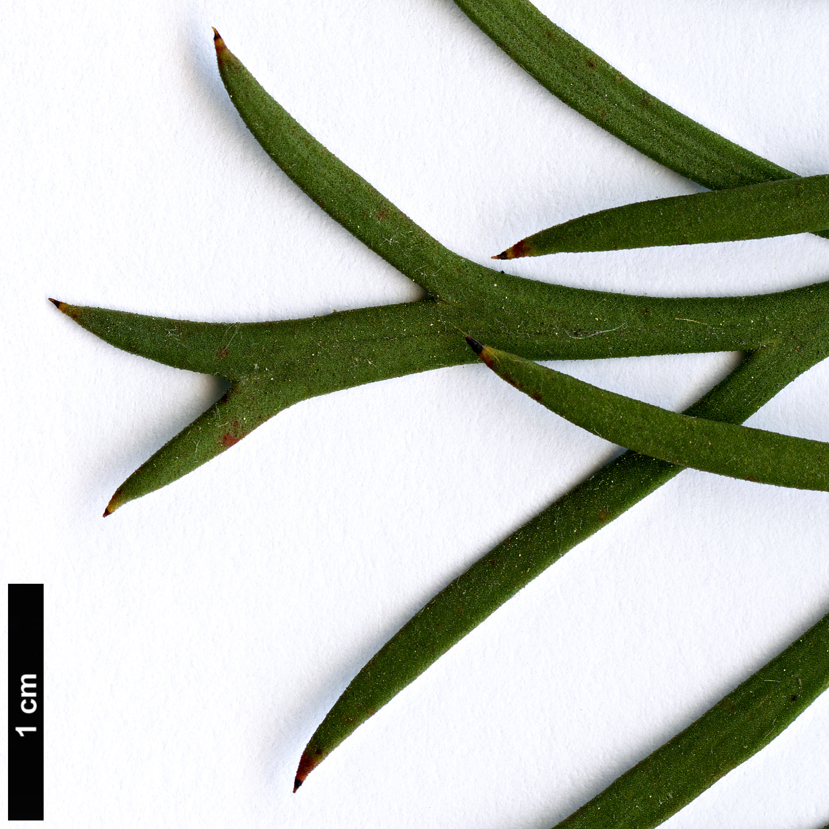 High resolution image: Family: Proteaceae - Genus: Isopogon - Taxon: scabriusculus