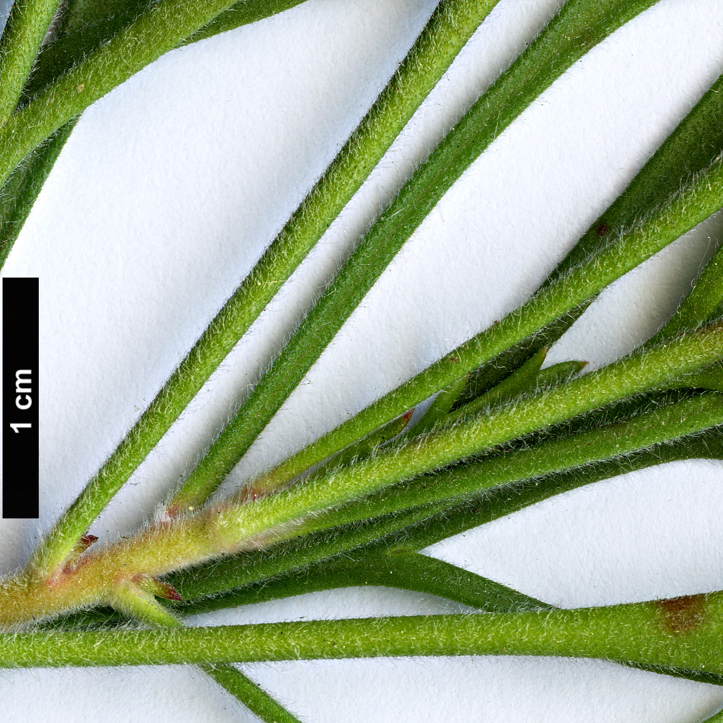 High resolution image: Family: Proteaceae - Genus: Isopogon - Taxon: scabriusculus