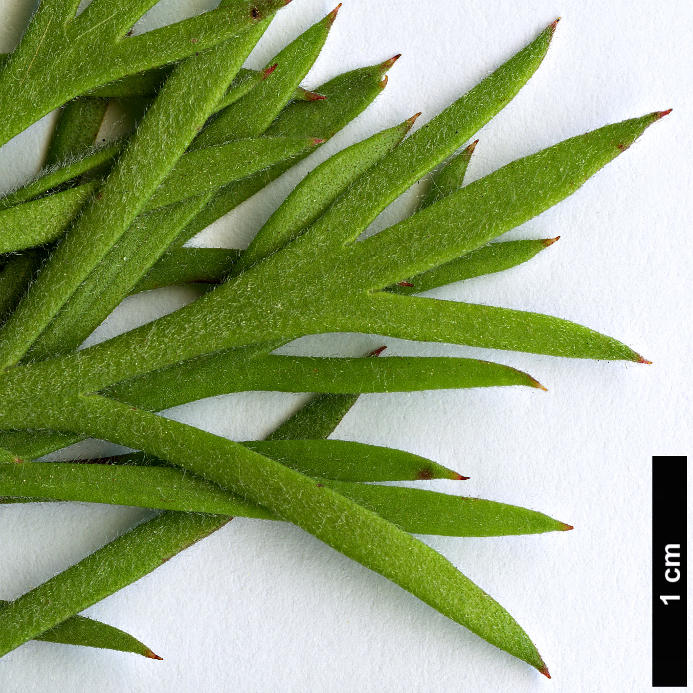 High resolution image: Family: Proteaceae - Genus: Isopogon - Taxon: scabriusculus