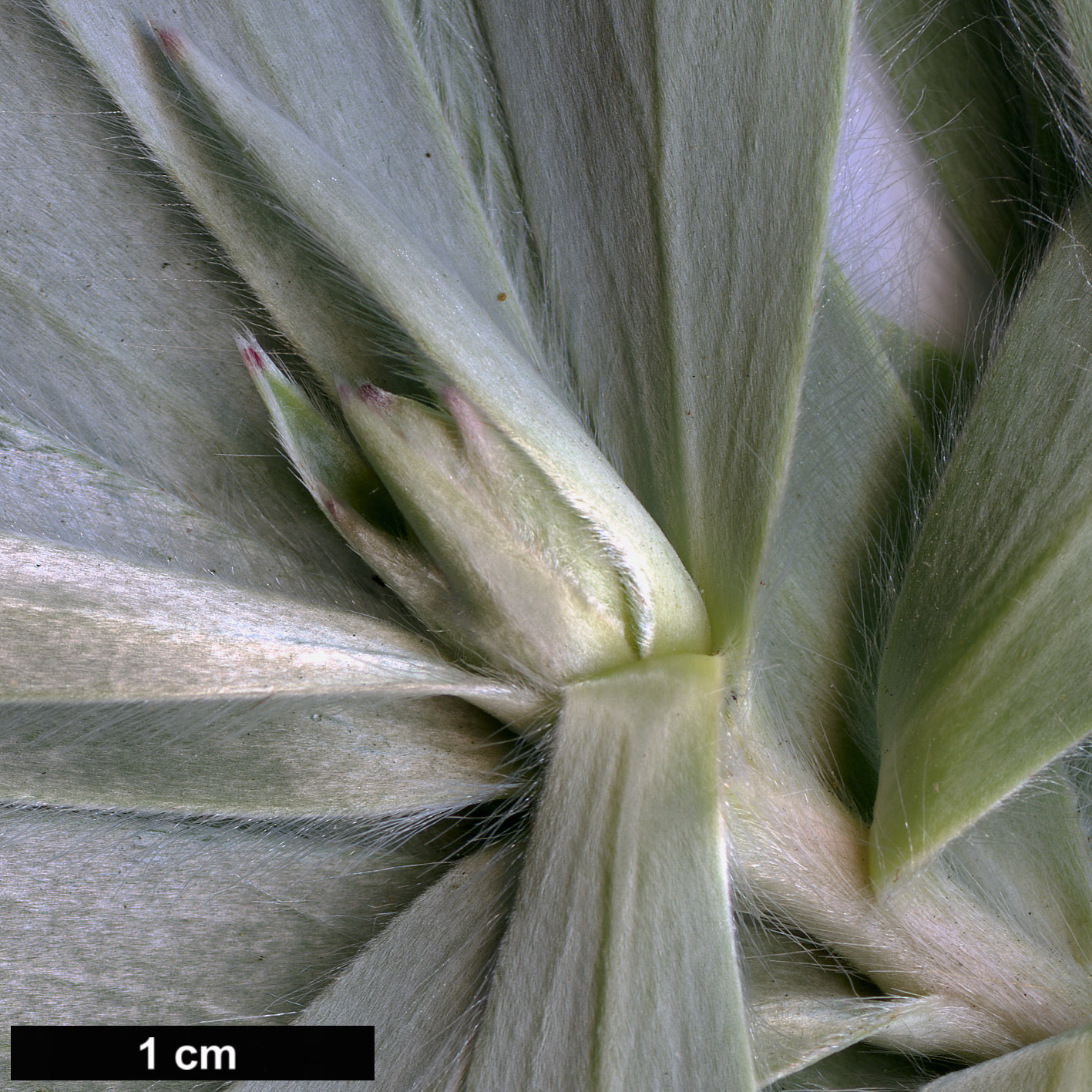 High resolution image: Family: Proteaceae - Genus: Leucadendron - Taxon: argenteum