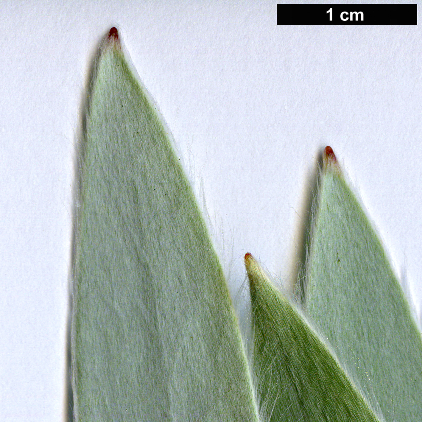 High resolution image: Family: Proteaceae - Genus: Leucadendron - Taxon: argenteum