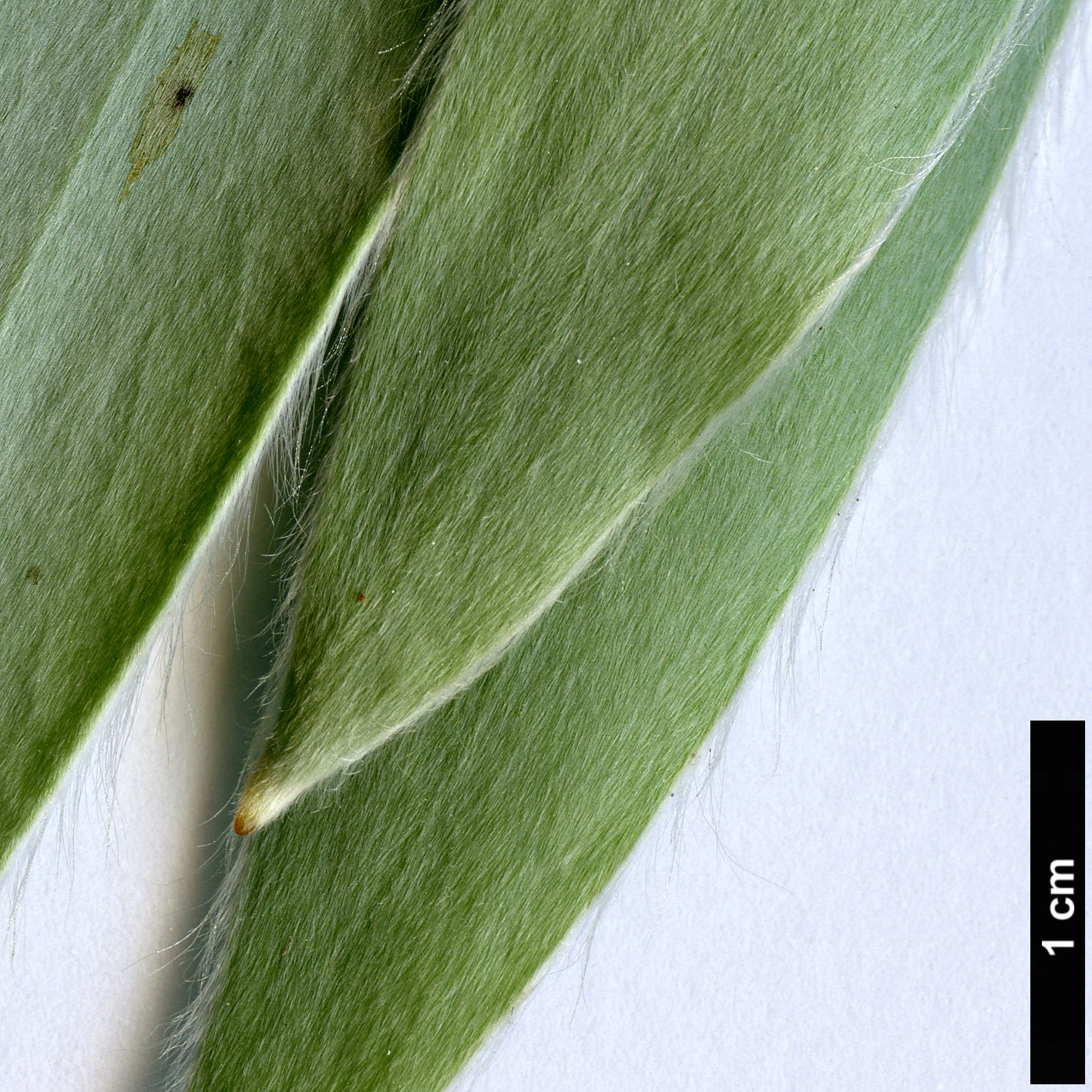 High resolution image: Family: Proteaceae - Genus: Leucadendron - Taxon: argenteum