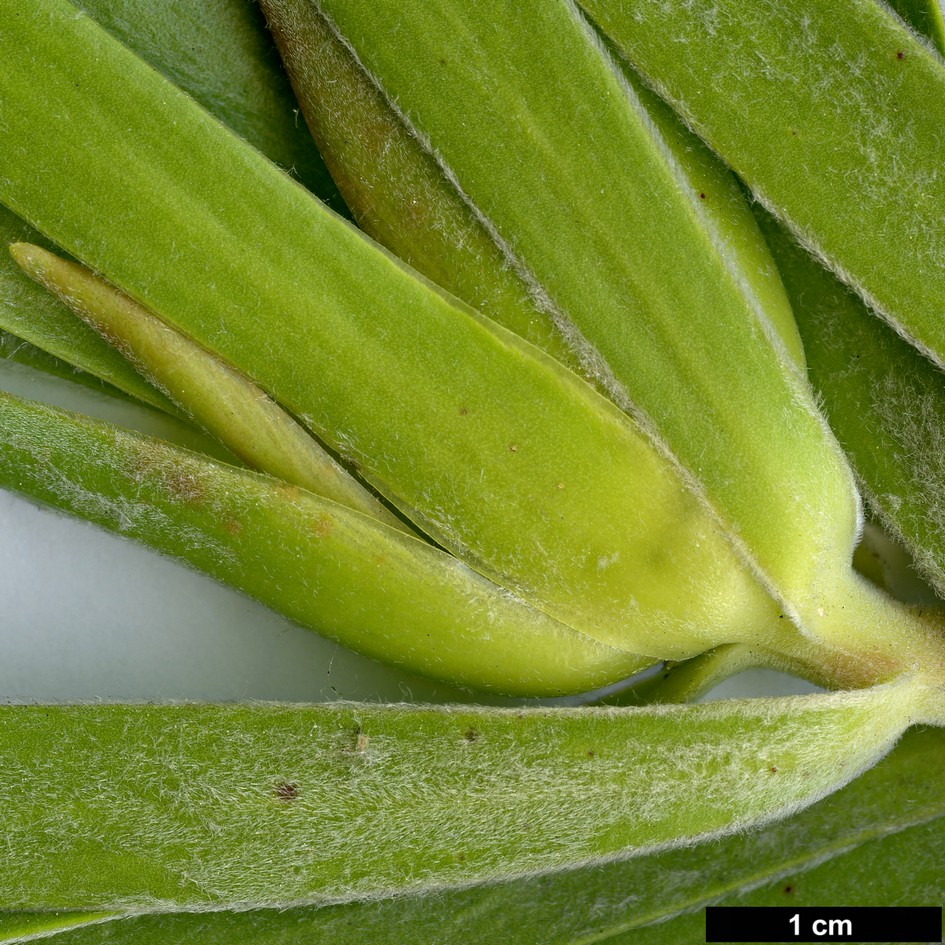 High resolution image: Family: Proteaceae - Genus: Leucadendron - Taxon: gandogeri