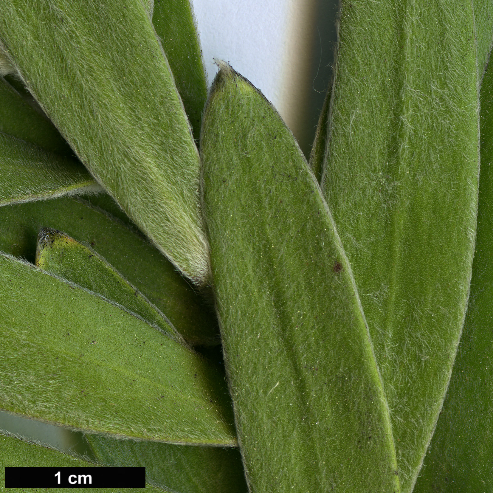 High resolution image: Family: Proteaceae - Genus: Leucadendron - Taxon: gandogeri