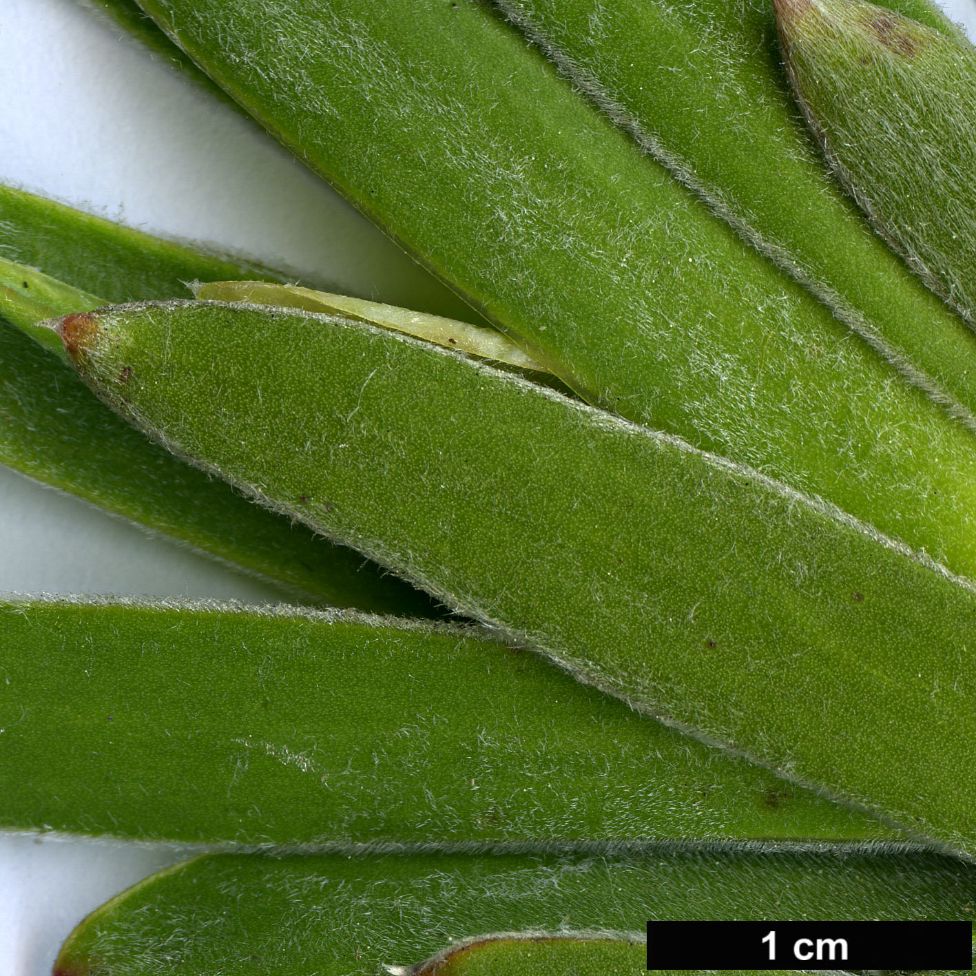 High resolution image: Family: Proteaceae - Genus: Leucadendron - Taxon: gandogeri