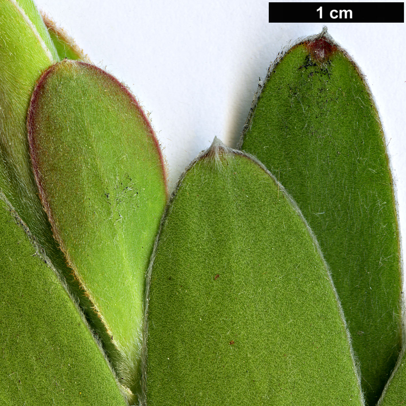 High resolution image: Family: Proteaceae - Genus: Leucadendron - Taxon: laureolum