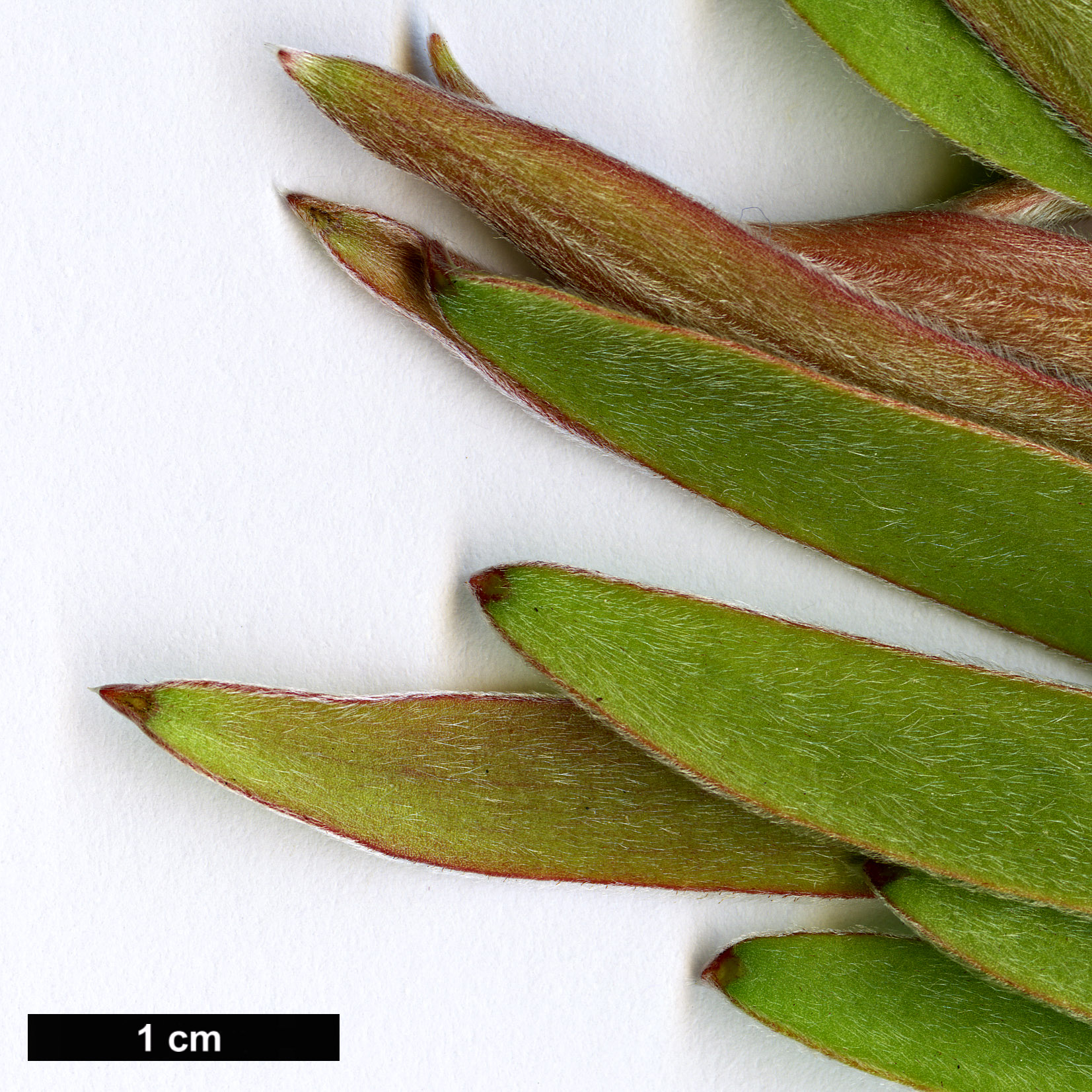 High resolution image: Family: Proteaceae - Genus: Leucadendron - Taxon: meridianum