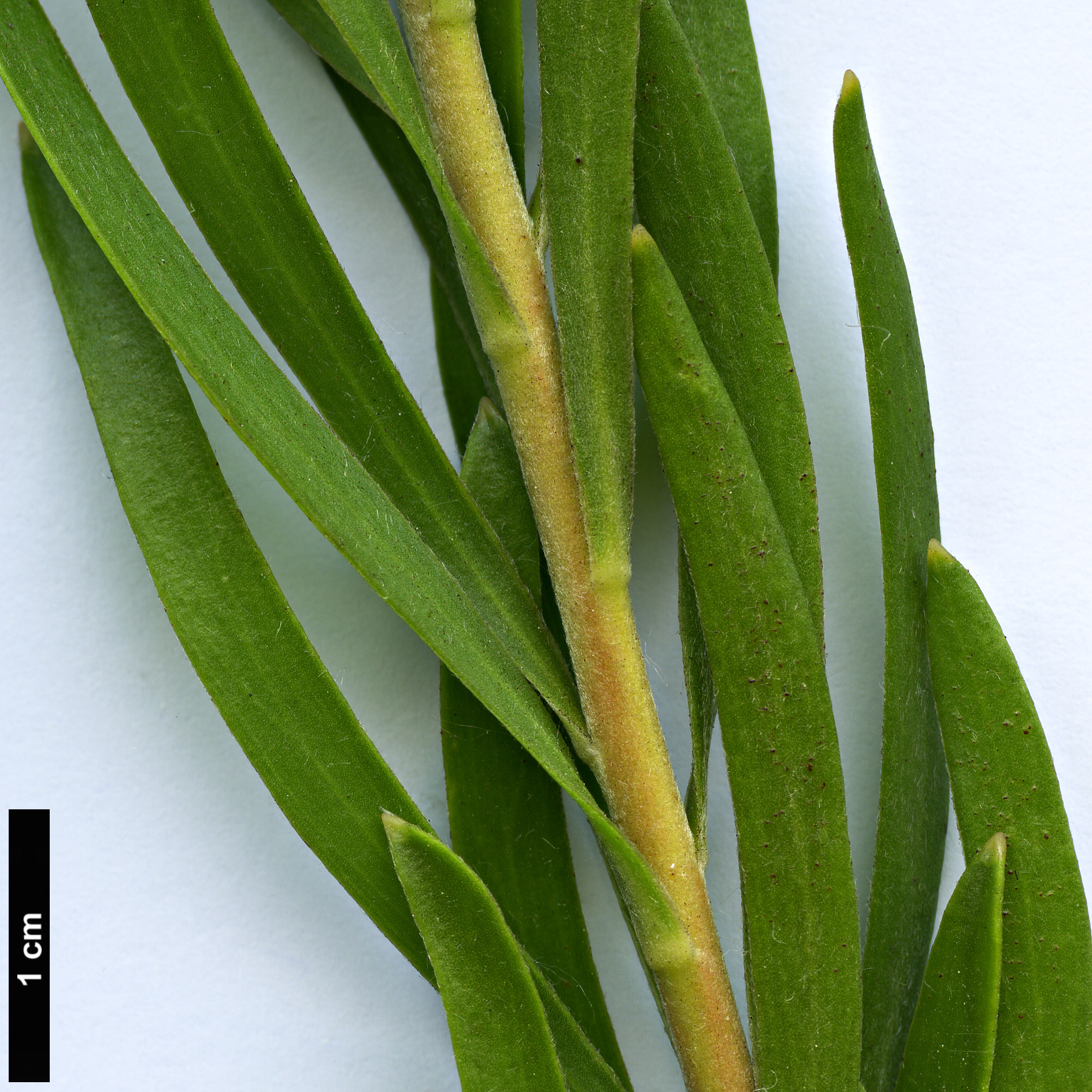 High resolution image: Family: Proteaceae - Genus: Leucadendron - Taxon: spissifolium