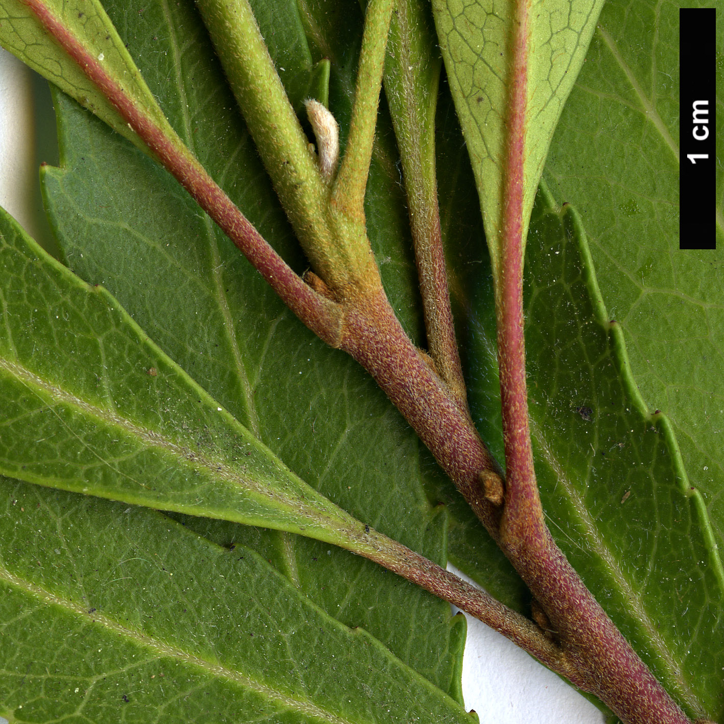 High resolution image: Family: Proteaceae - Genus: Lomatia - Taxon: arborescens