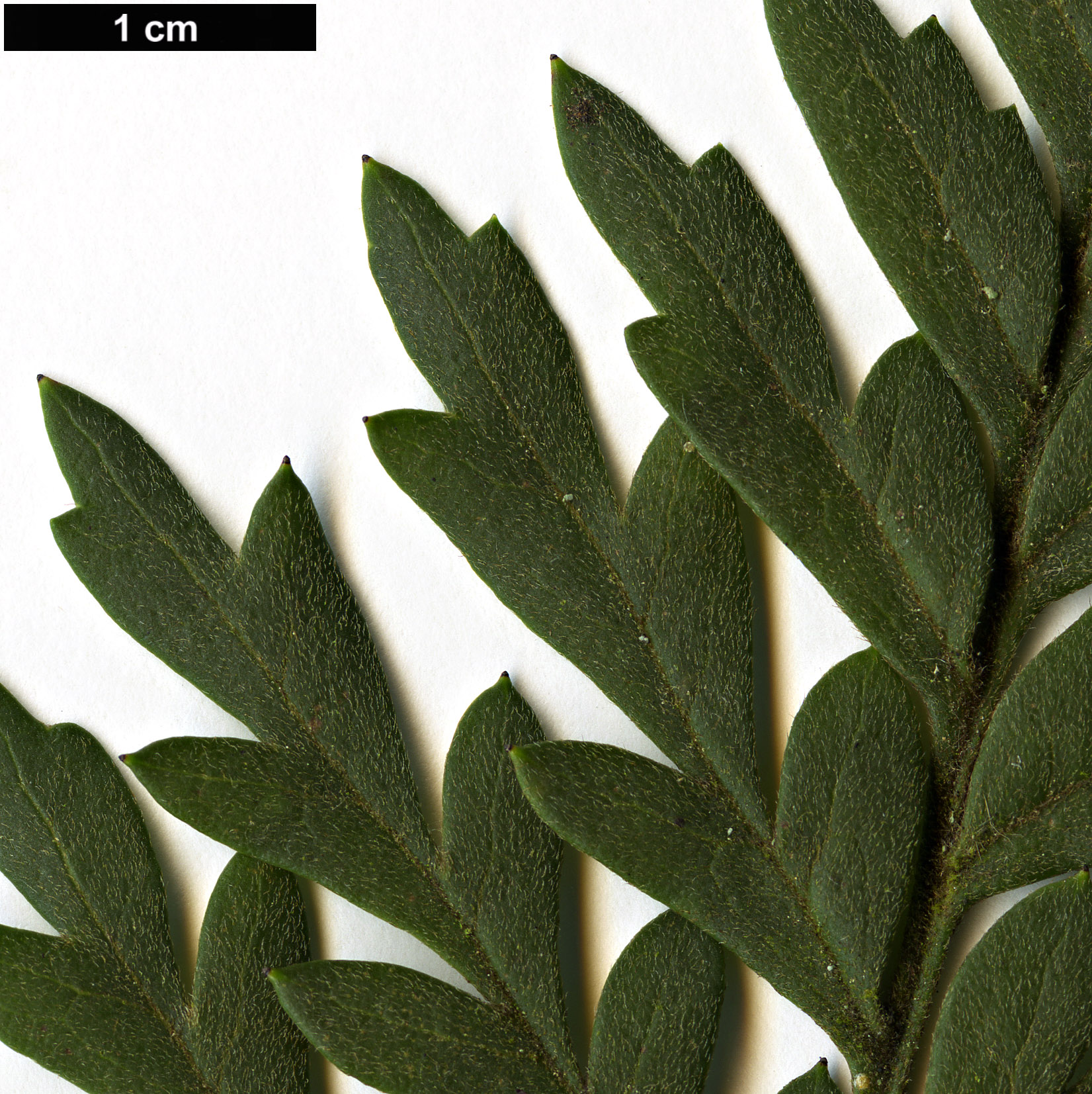 High resolution image: Family: Proteaceae - Genus: Lomatia - Taxon: ferruginea