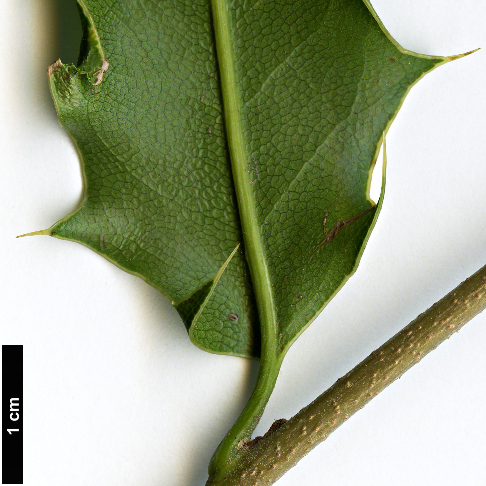 High resolution image: Family: Proteaceae - Genus: Macadamia - Taxon: ternifolia