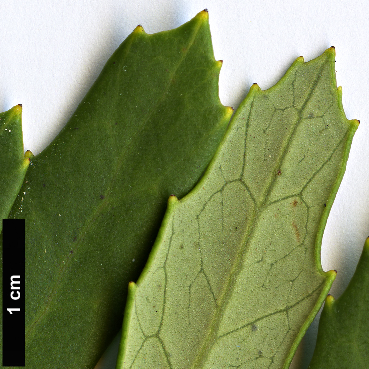 High resolution image: Family: Proteaceae - Genus: Orites - Taxon: diversifolia