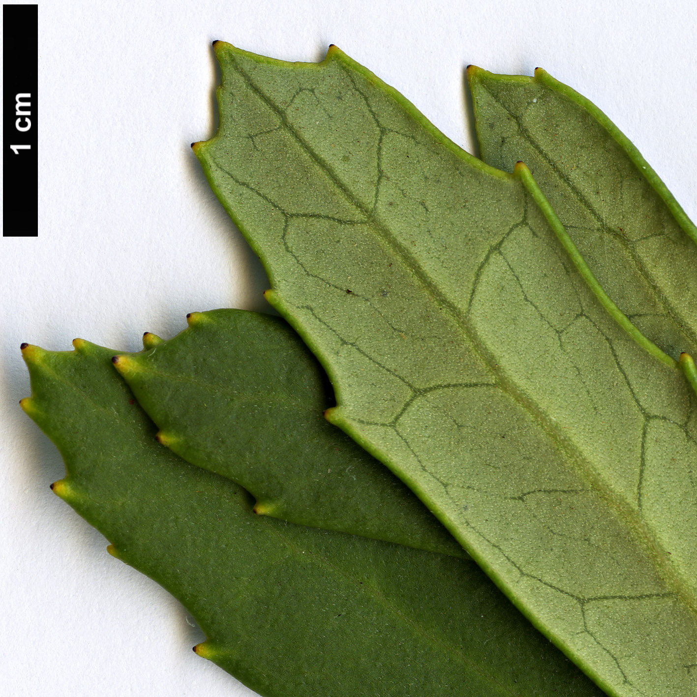 High resolution image: Family: Proteaceae - Genus: Orites - Taxon: diversifolia