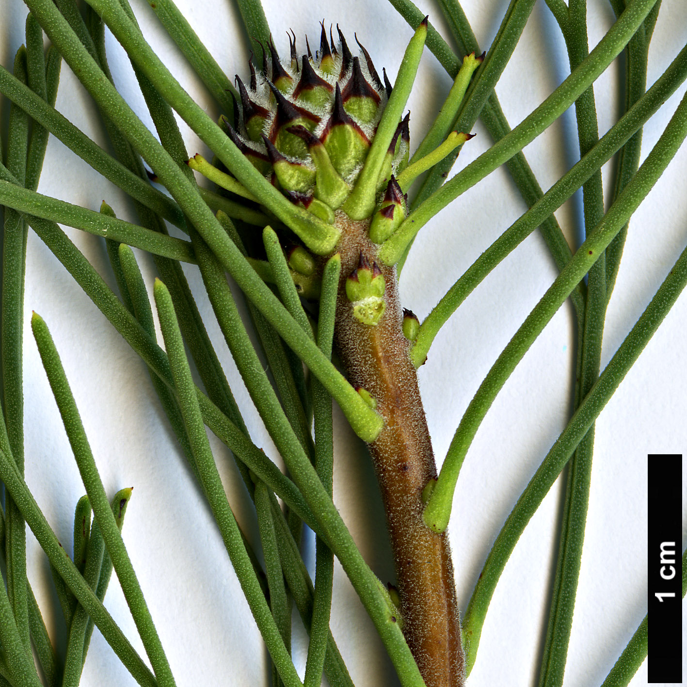 High resolution image: Family: Proteaceae - Genus: Petrophile - Taxon: fastigiata