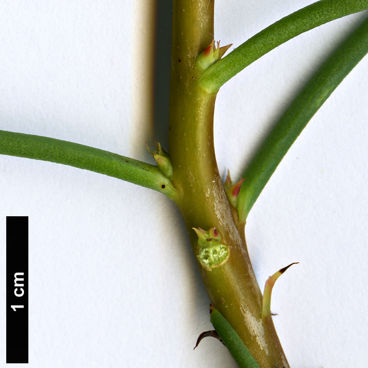 High resolution image: Family: Proteaceae - Genus: Petrophile - Taxon: teretifolia