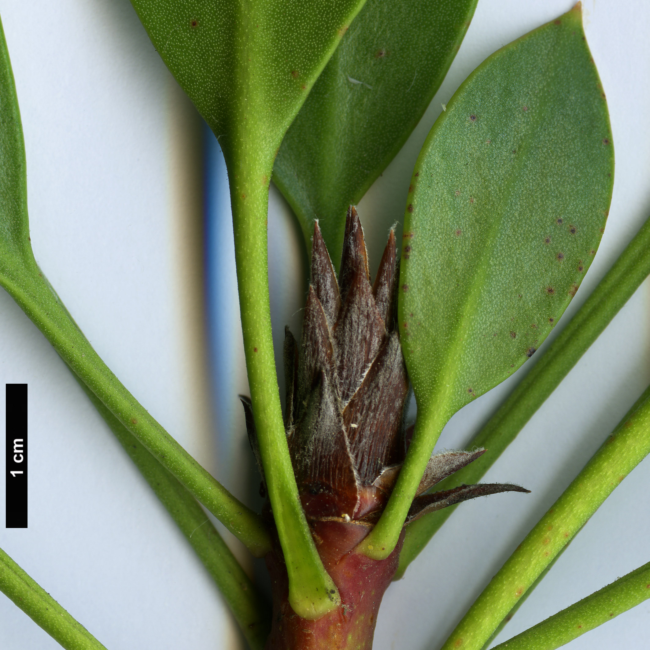 High resolution image: Family: Proteaceae - Genus: Protea - Taxon: cynaroides