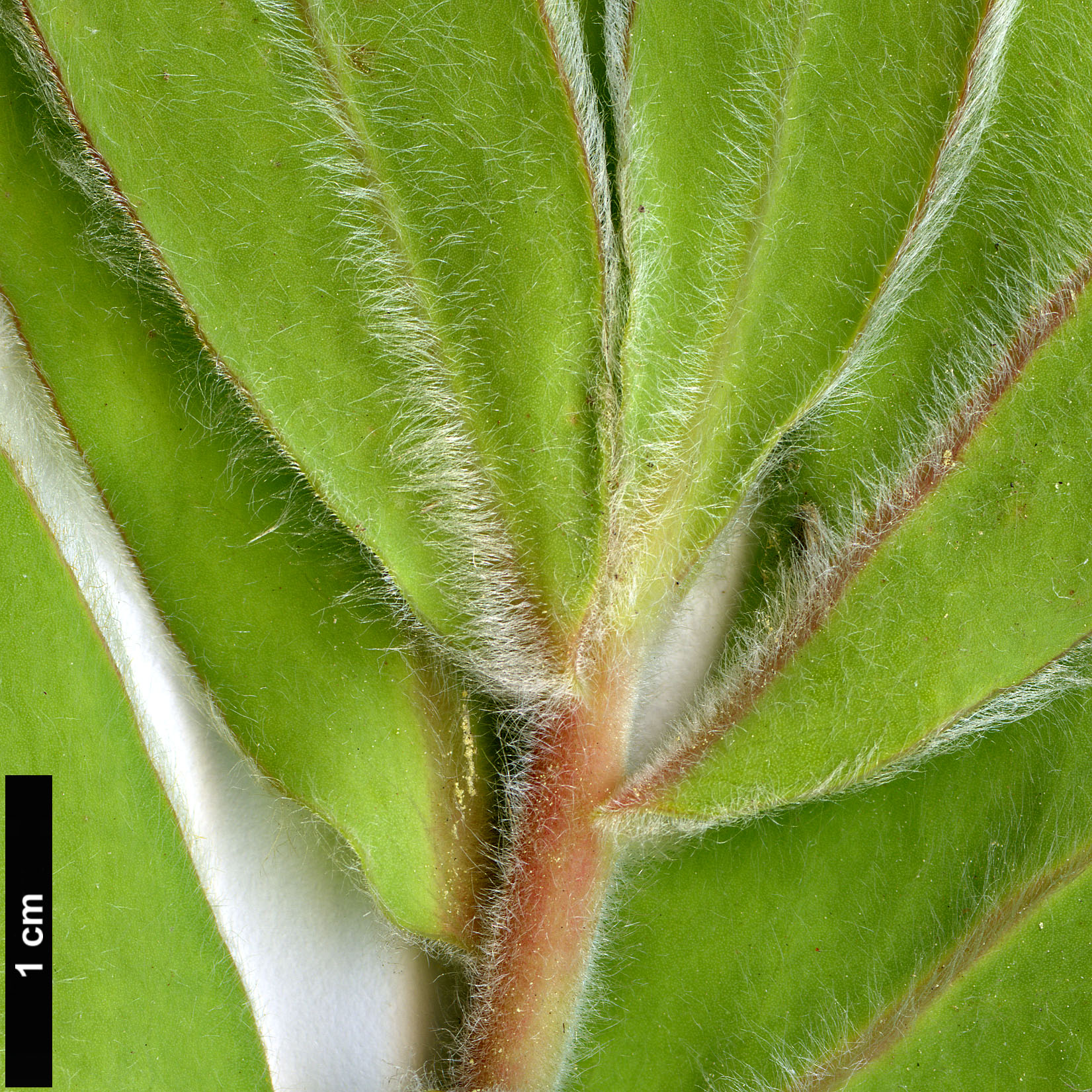 High resolution image: Family: Proteaceae - Genus: Protea - Taxon: eximia