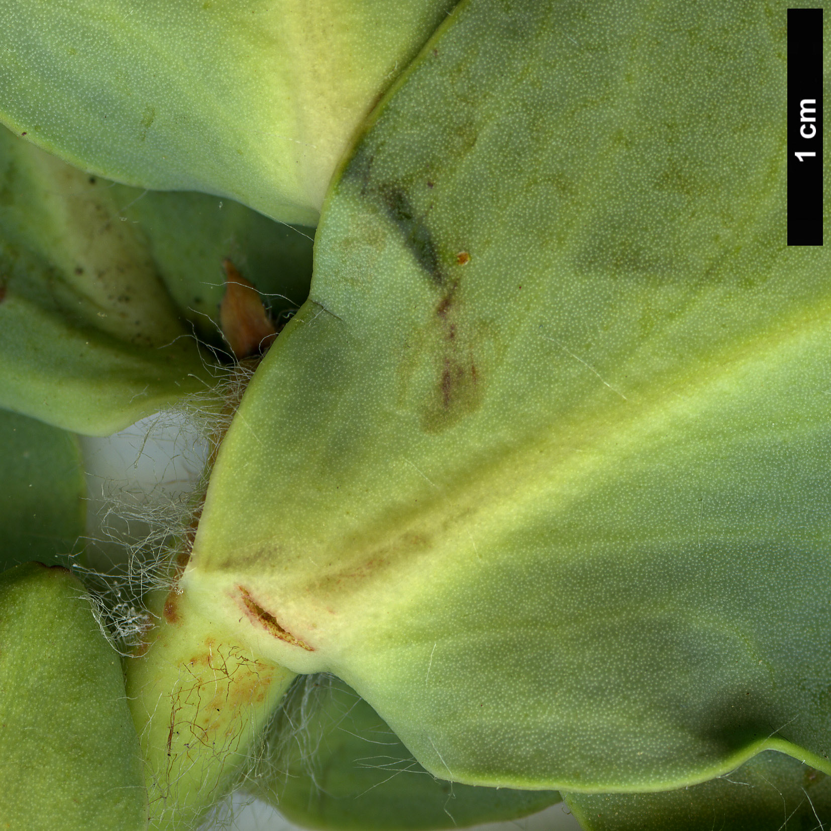 High resolution image: Family: Proteaceae - Genus: Protea - Taxon: grandiceps