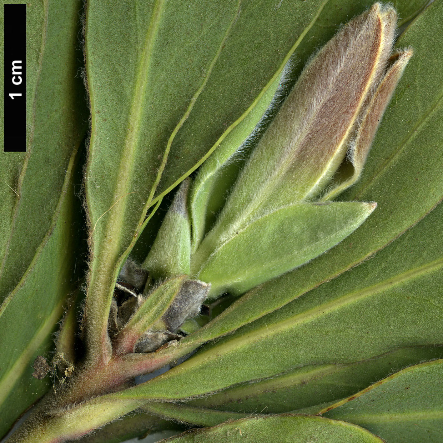 High resolution image: Family: Proteaceae - Genus: Protea - Taxon: magnifica