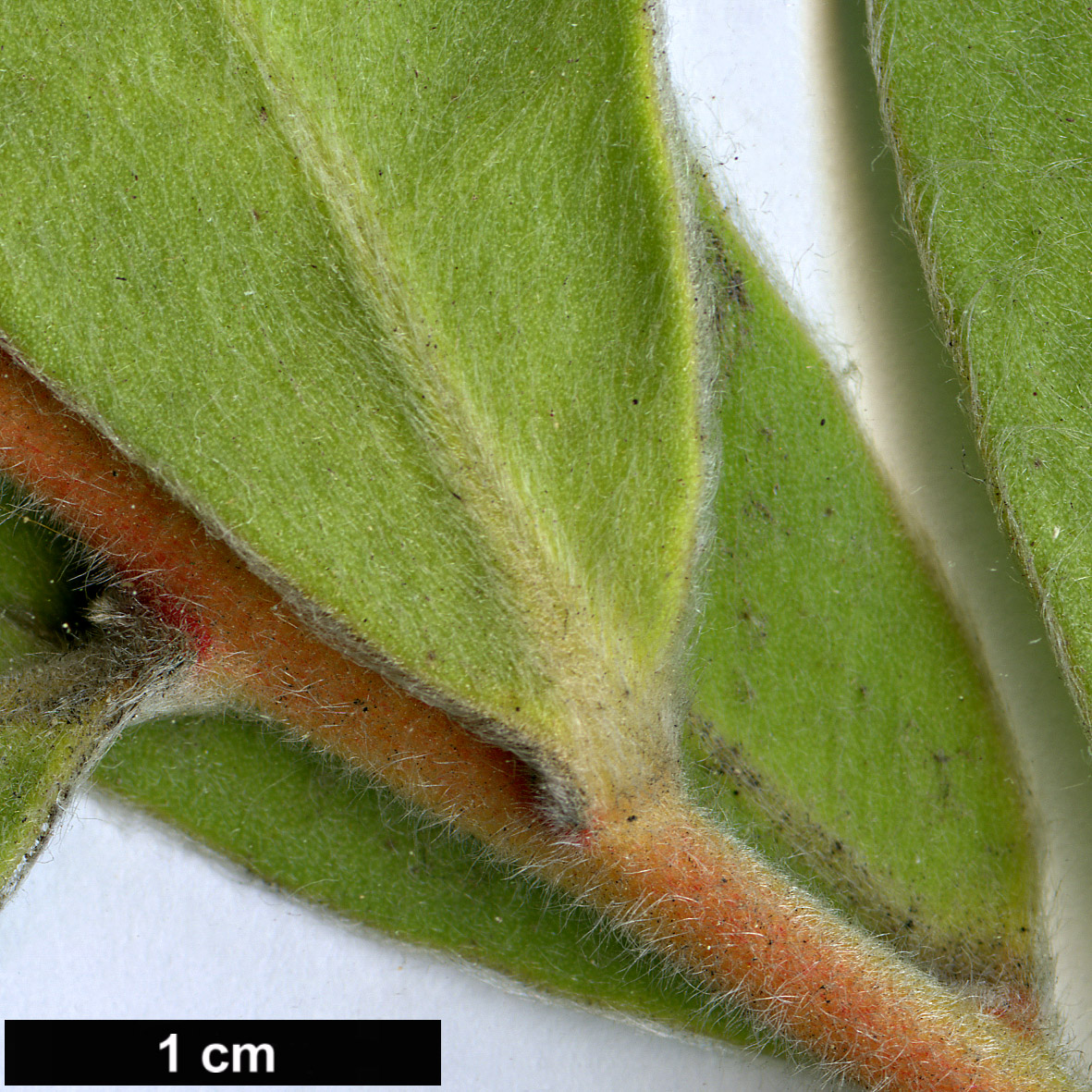 High resolution image: Family: Proteaceae - Genus: Protea - Taxon: punctata