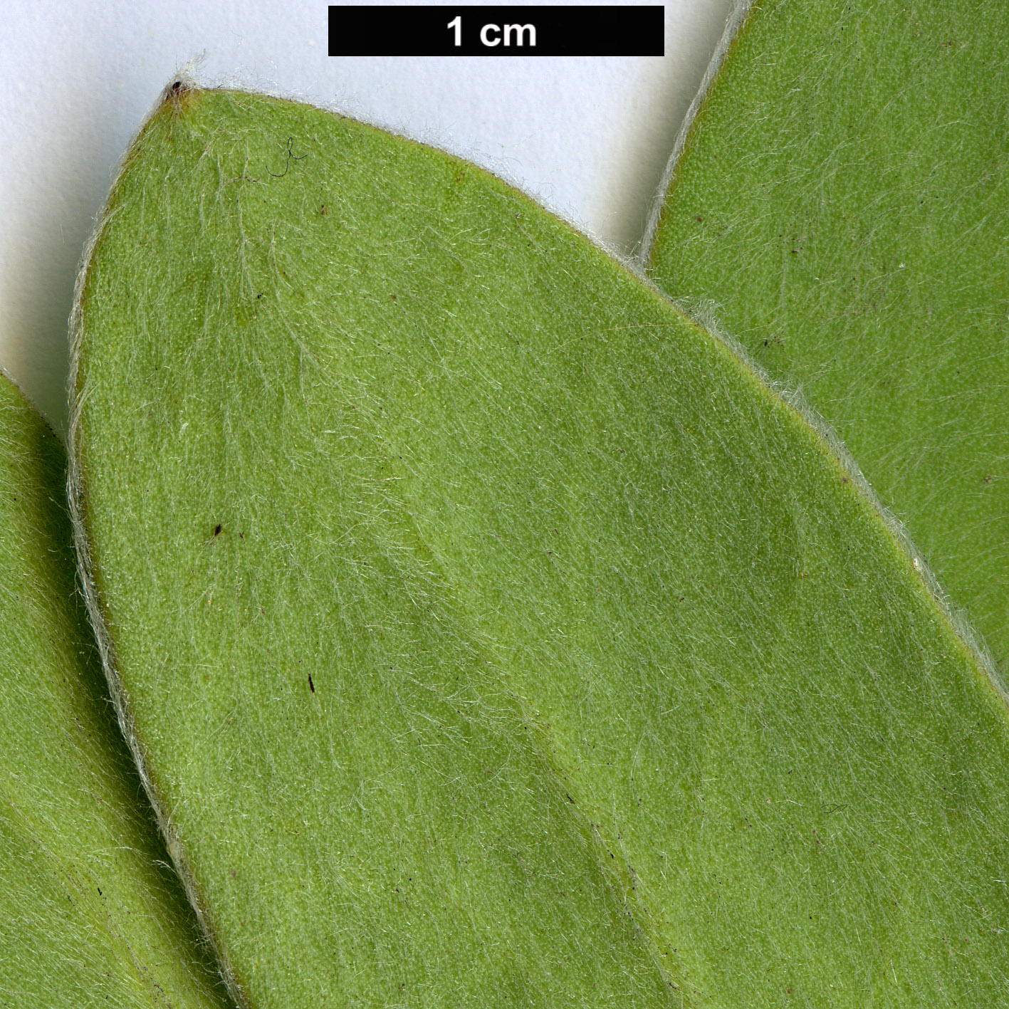 High resolution image: Family: Proteaceae - Genus: Protea - Taxon: punctata