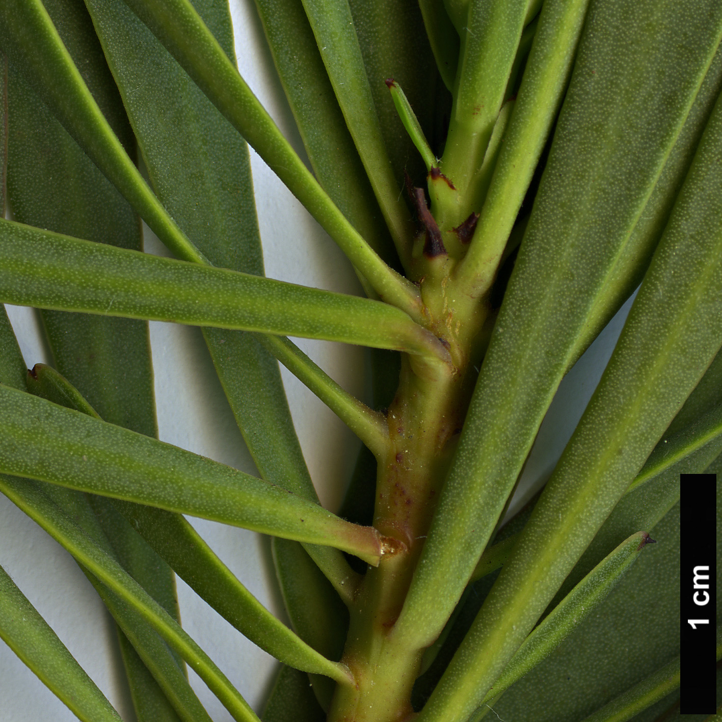 High resolution image: Family: Proteaceae - Genus: Protea - Taxon: repens