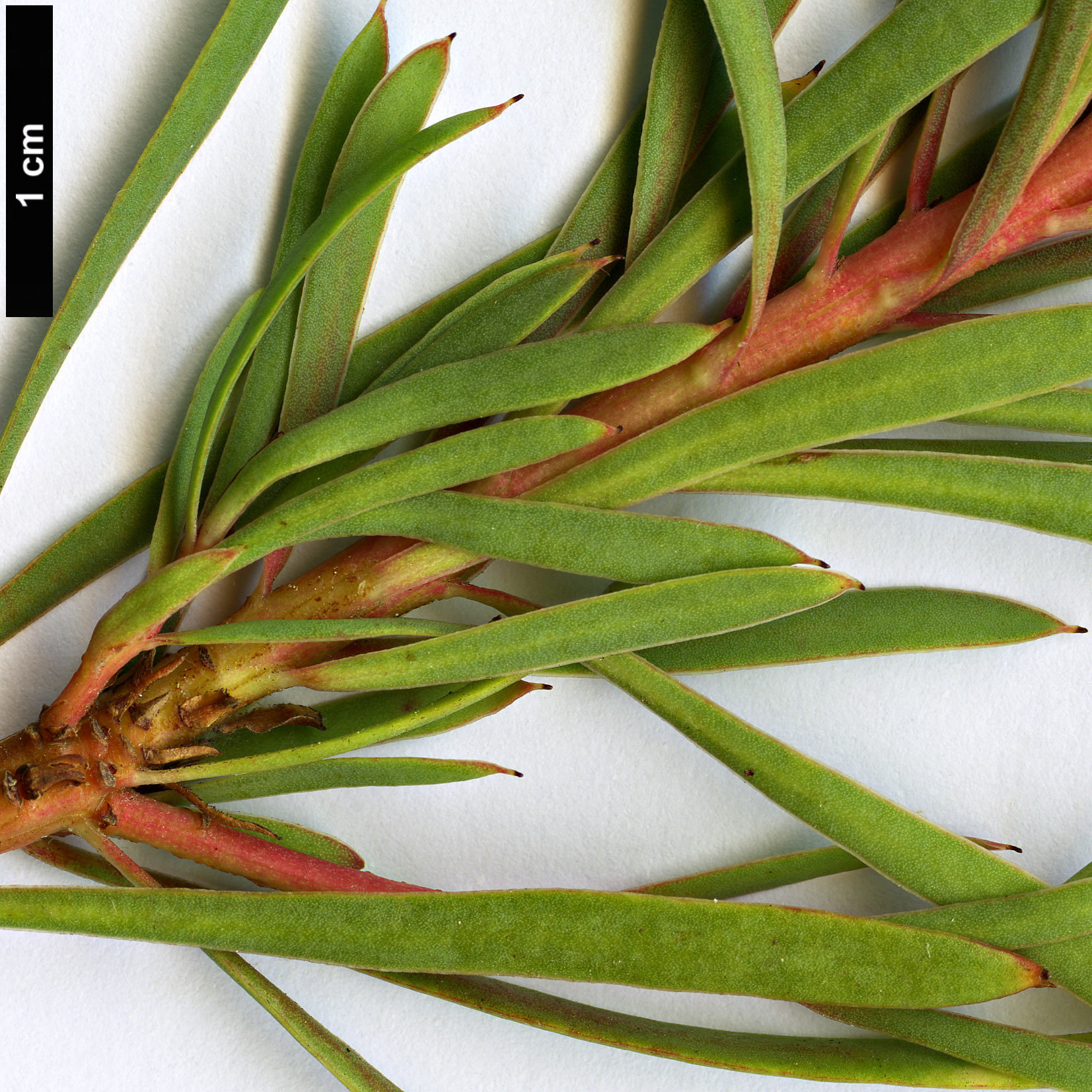 High resolution image: Family: Proteaceae - Genus: Protea - Taxon: scolymocephala