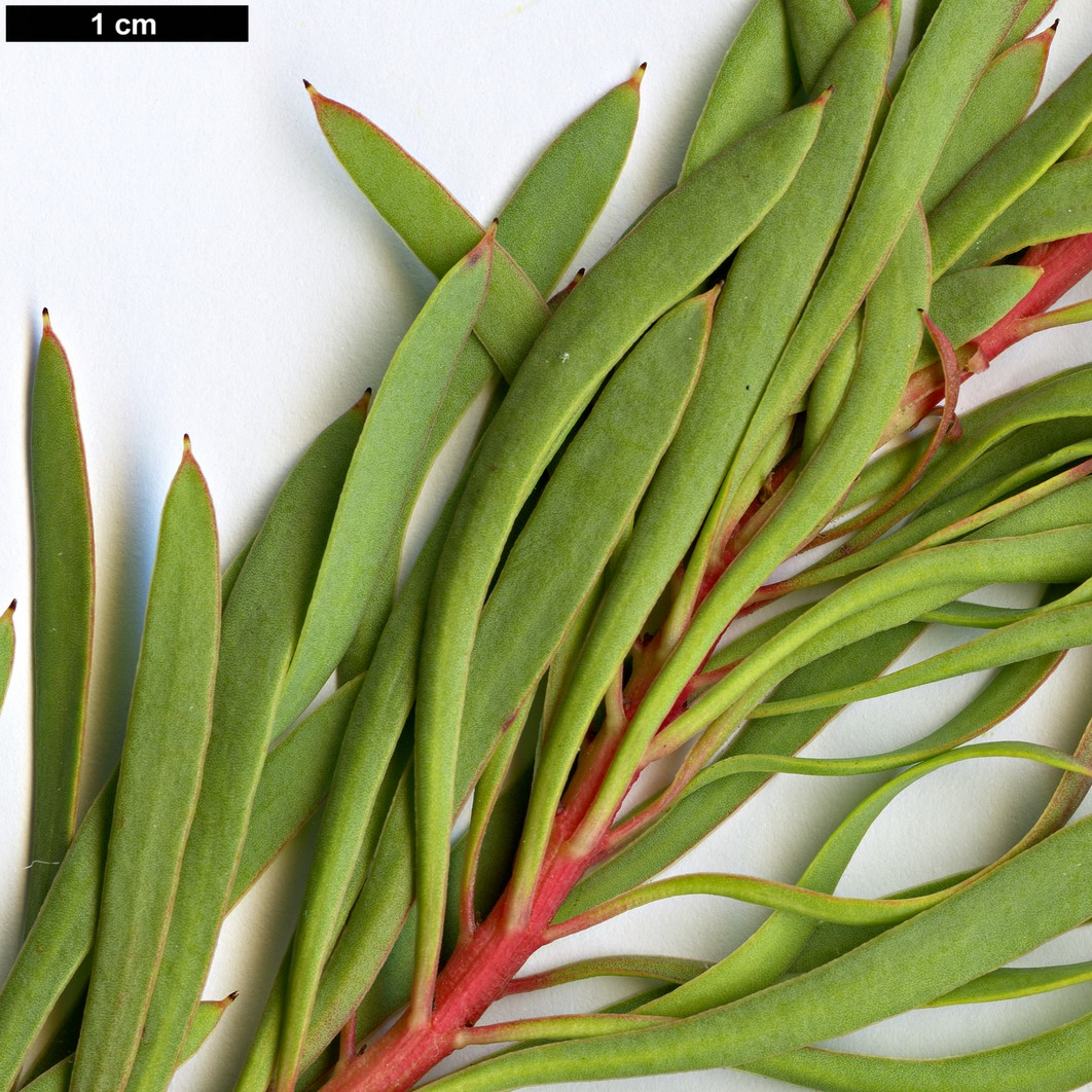 High resolution image: Family: Proteaceae - Genus: Protea - Taxon: scolymocephala