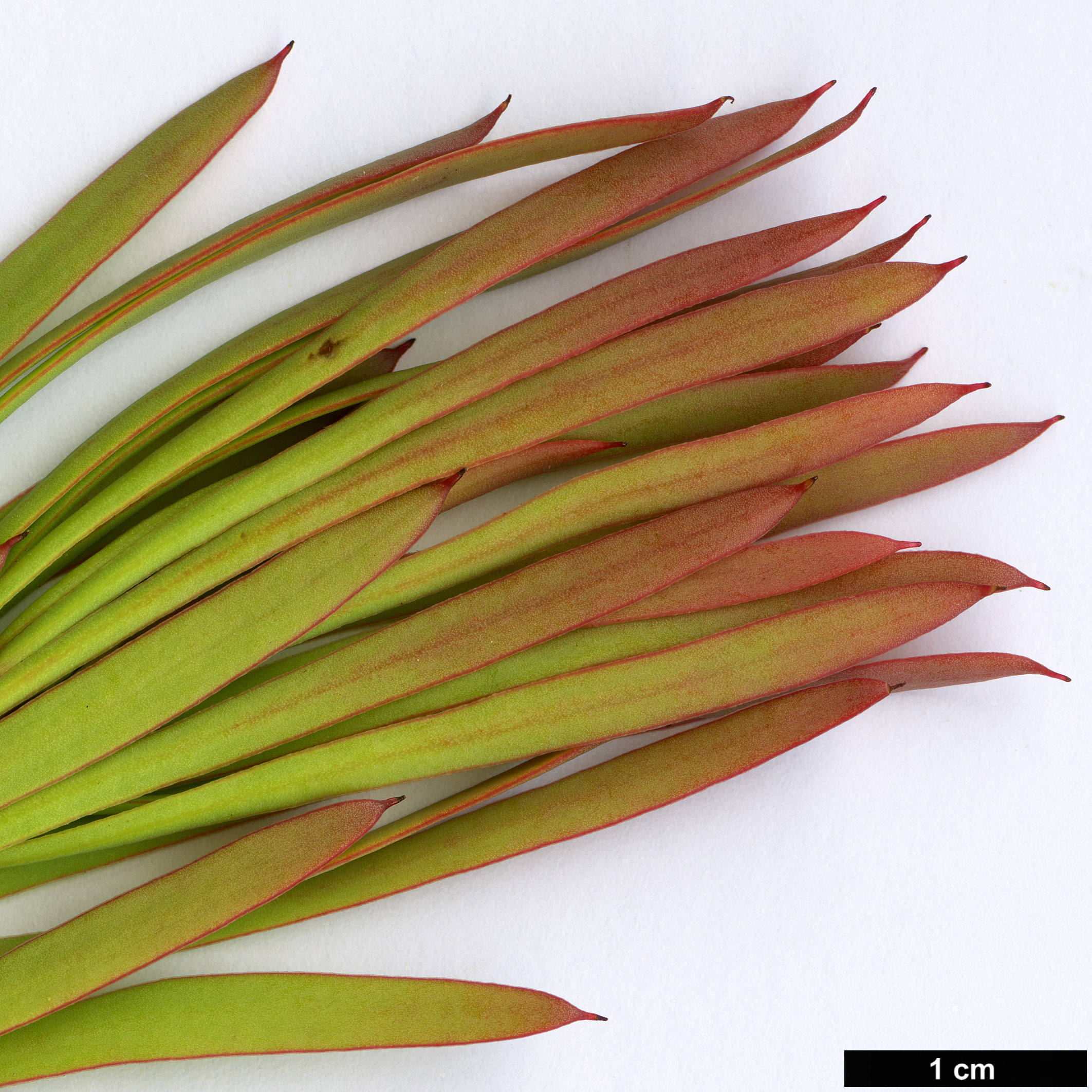 High resolution image: Family: Proteaceae - Genus: Protea - Taxon: scolymocephala