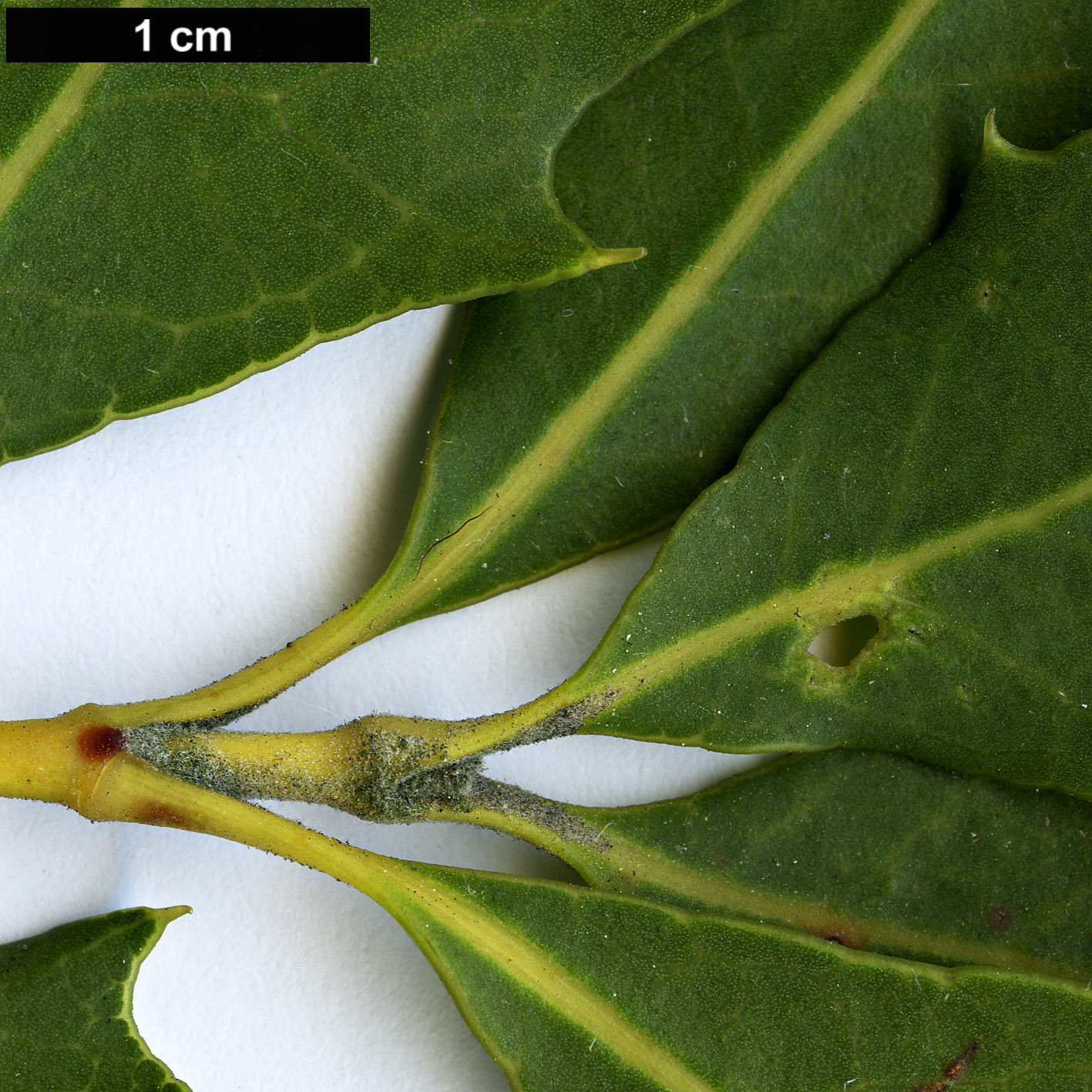 High resolution image: Family: Proteaceae - Genus: Xylomelum - Taxon: occidentale