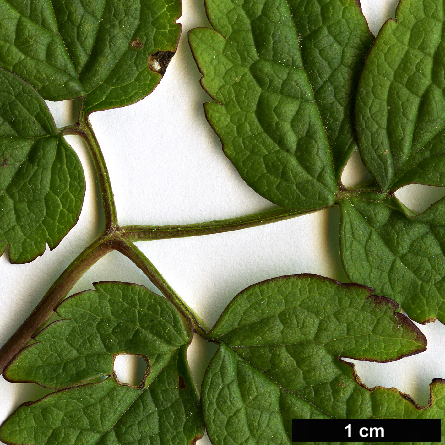 High resolution image: Family: Ranunculaceae - Genus: Clematis - Taxon: macropetala