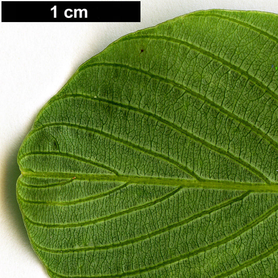 High resolution image: Family: Rhamnaceae - Genus: Berchemia - Taxon: racemosa