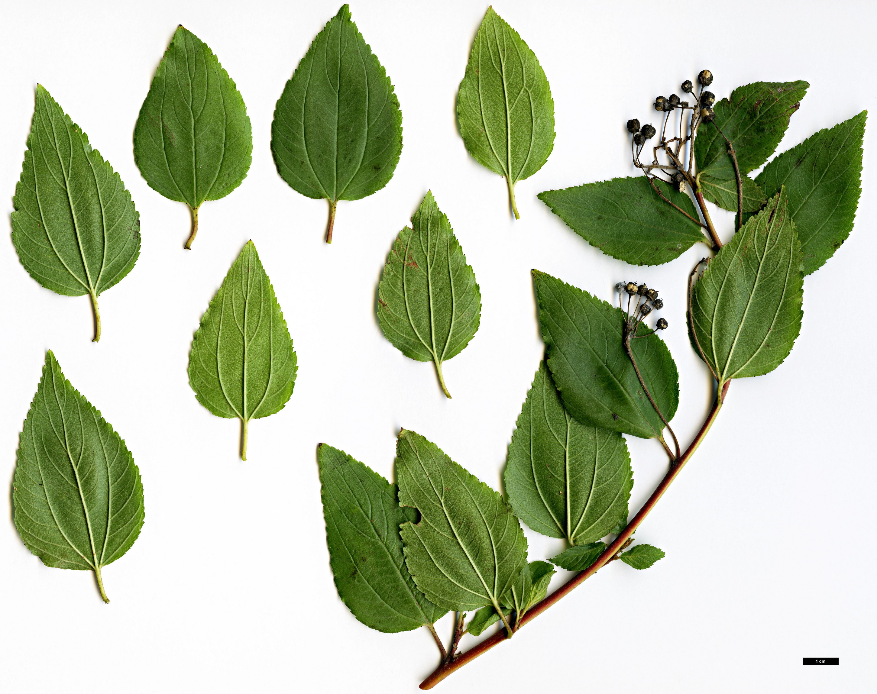 High resolution image: Family: Rhamnaceae - Genus: Ceanothus - Taxon: americanus