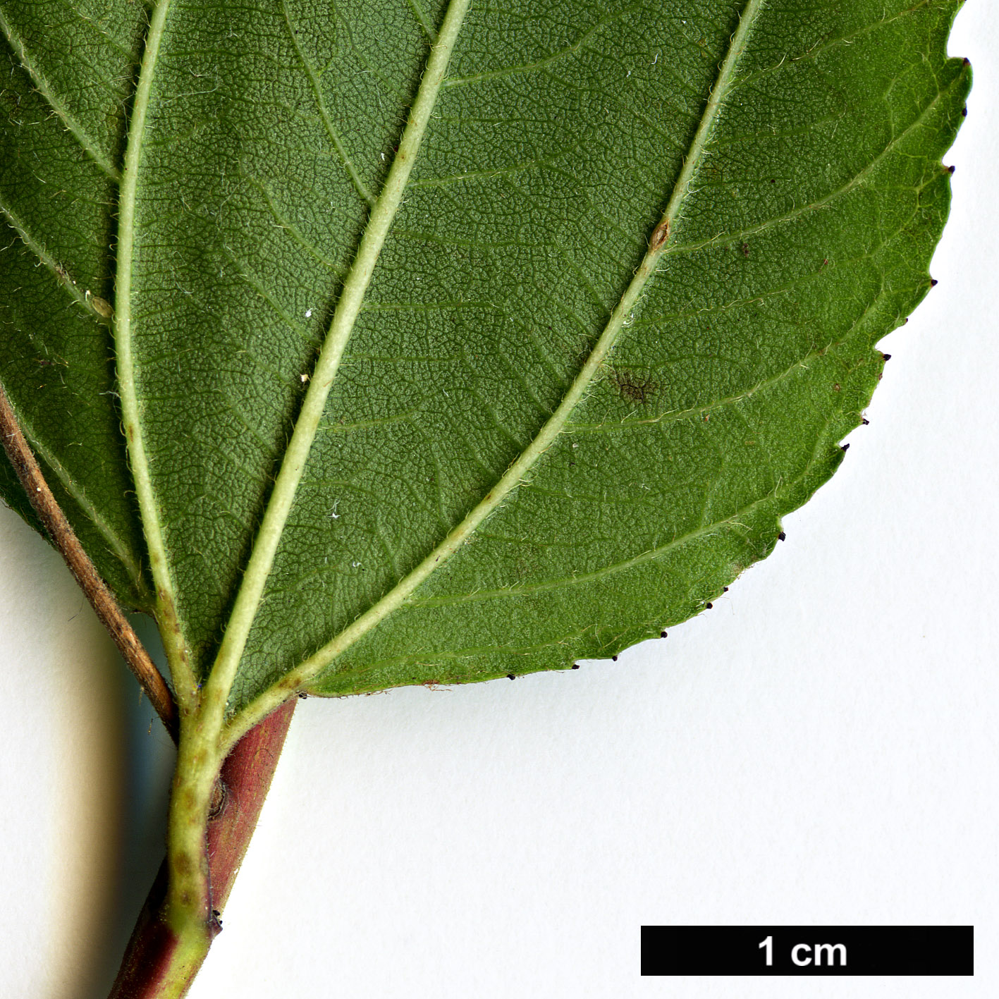 High resolution image: Family: Rhamnaceae - Genus: Ceanothus - Taxon: americanus