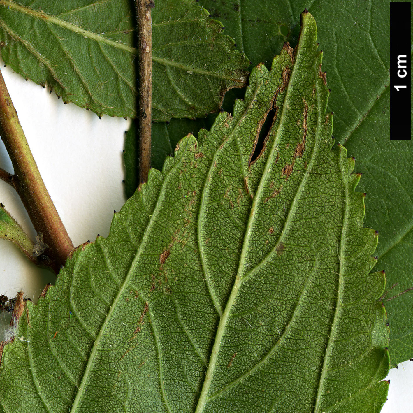 High resolution image: Family: Rhamnaceae - Genus: Ceanothus - Taxon: americanus