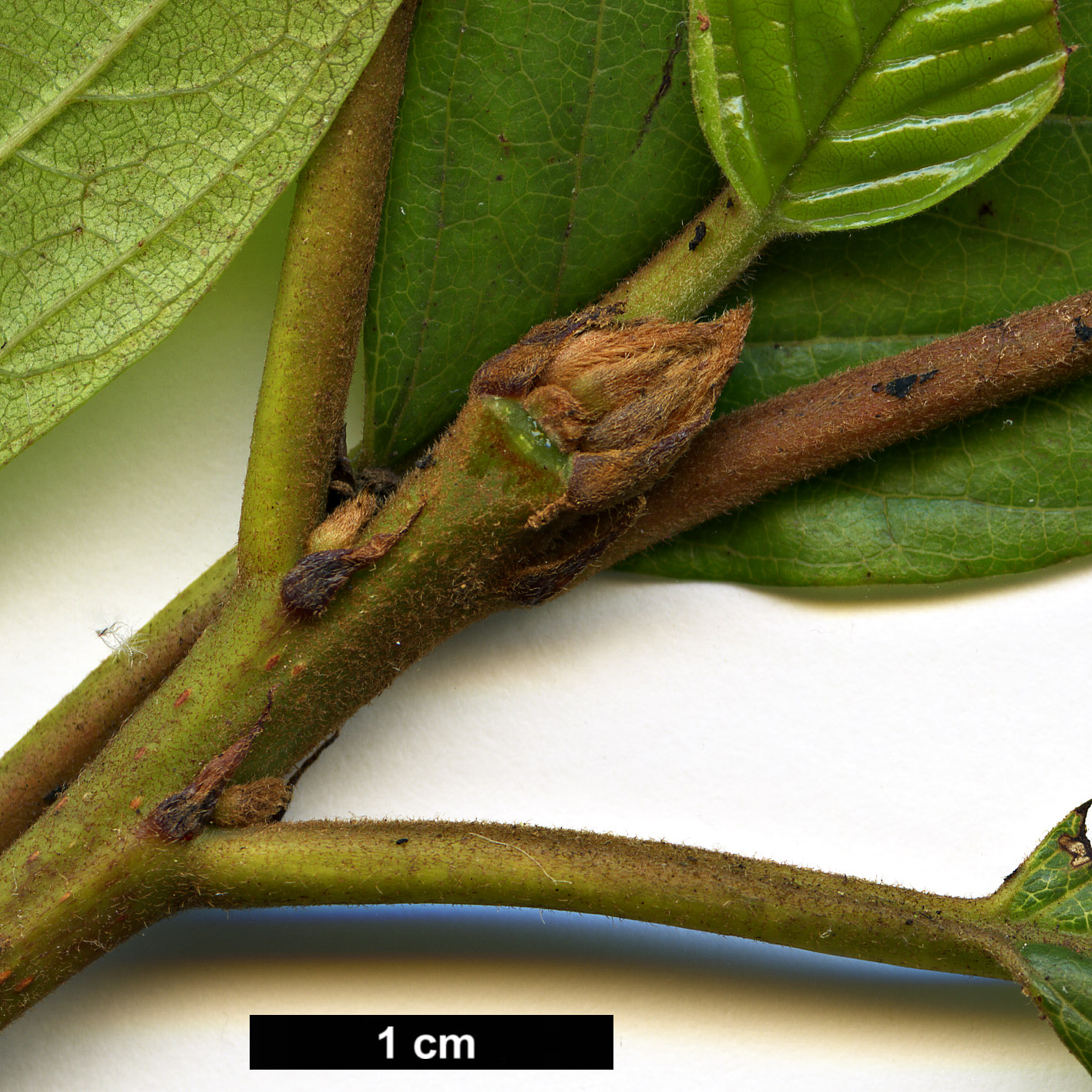 High resolution image: Family: Rhamnaceae - Genus: Frangula - Taxon: azorica