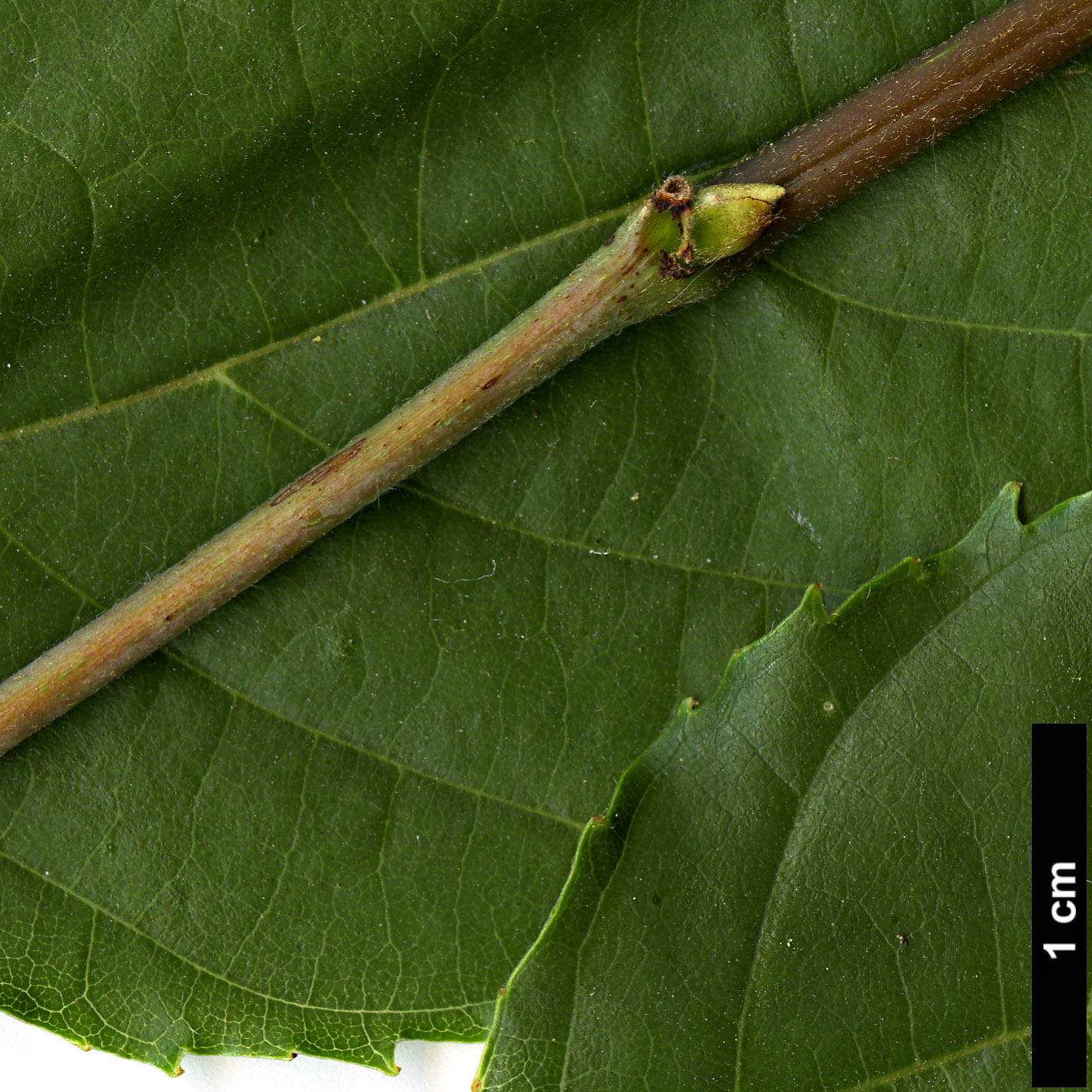 High resolution image: Family: Rhamnaceae - Genus: Hovenia - Taxon: dulcis