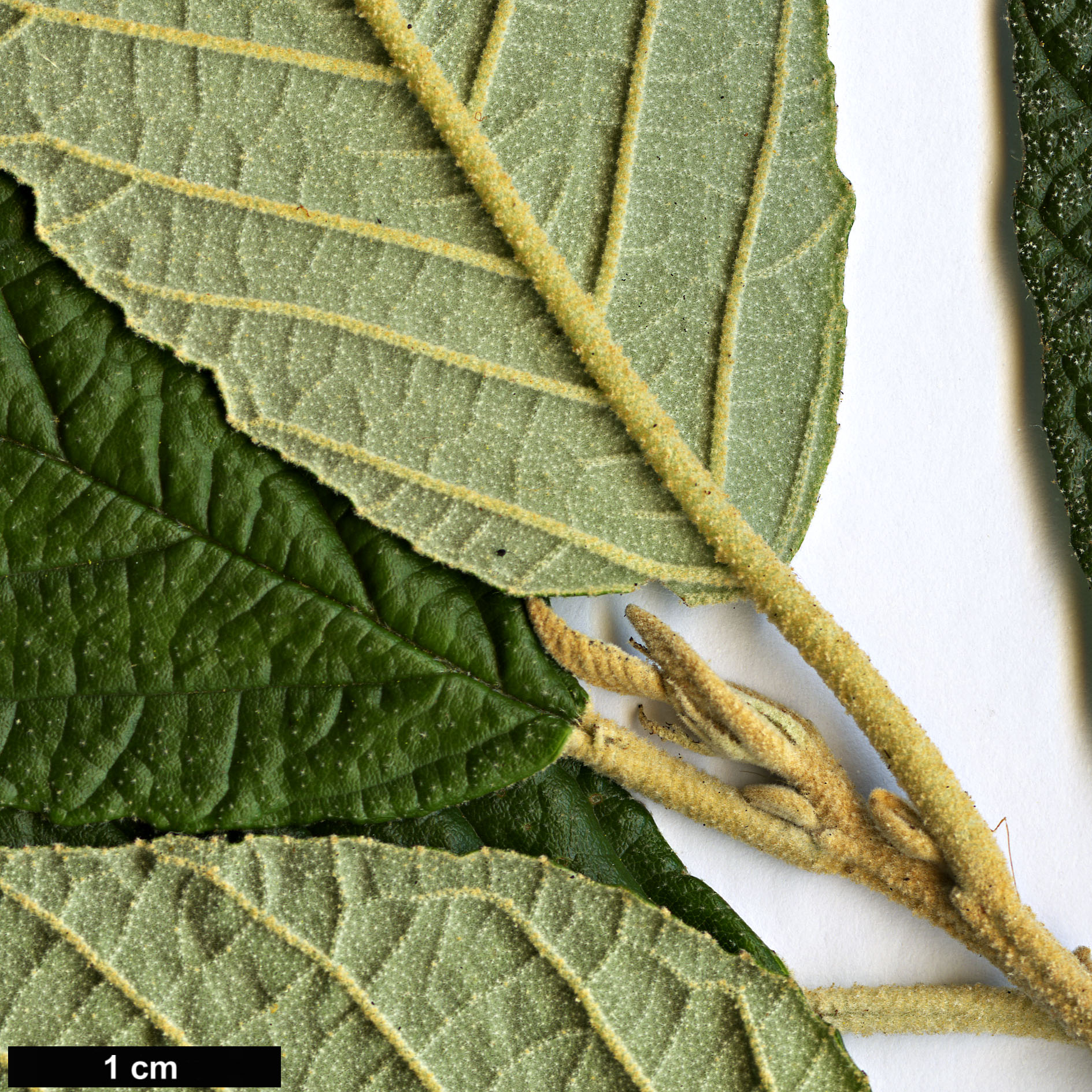 High resolution image: Family: Rhamnaceae - Genus: Pomaderris - Taxon: apetala