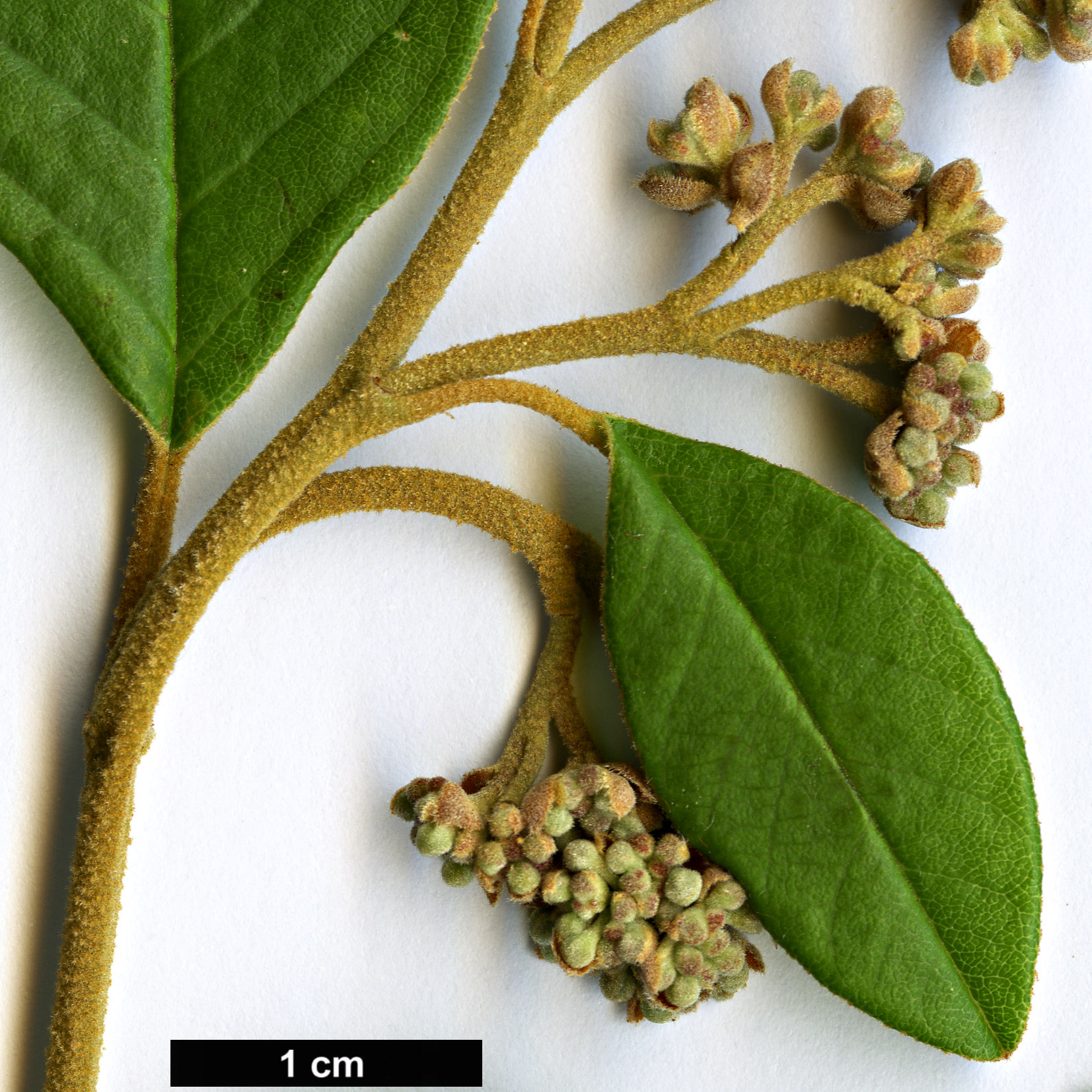 High resolution image: Family: Rhamnaceae - Genus: Pomaderris - Taxon: elliptica